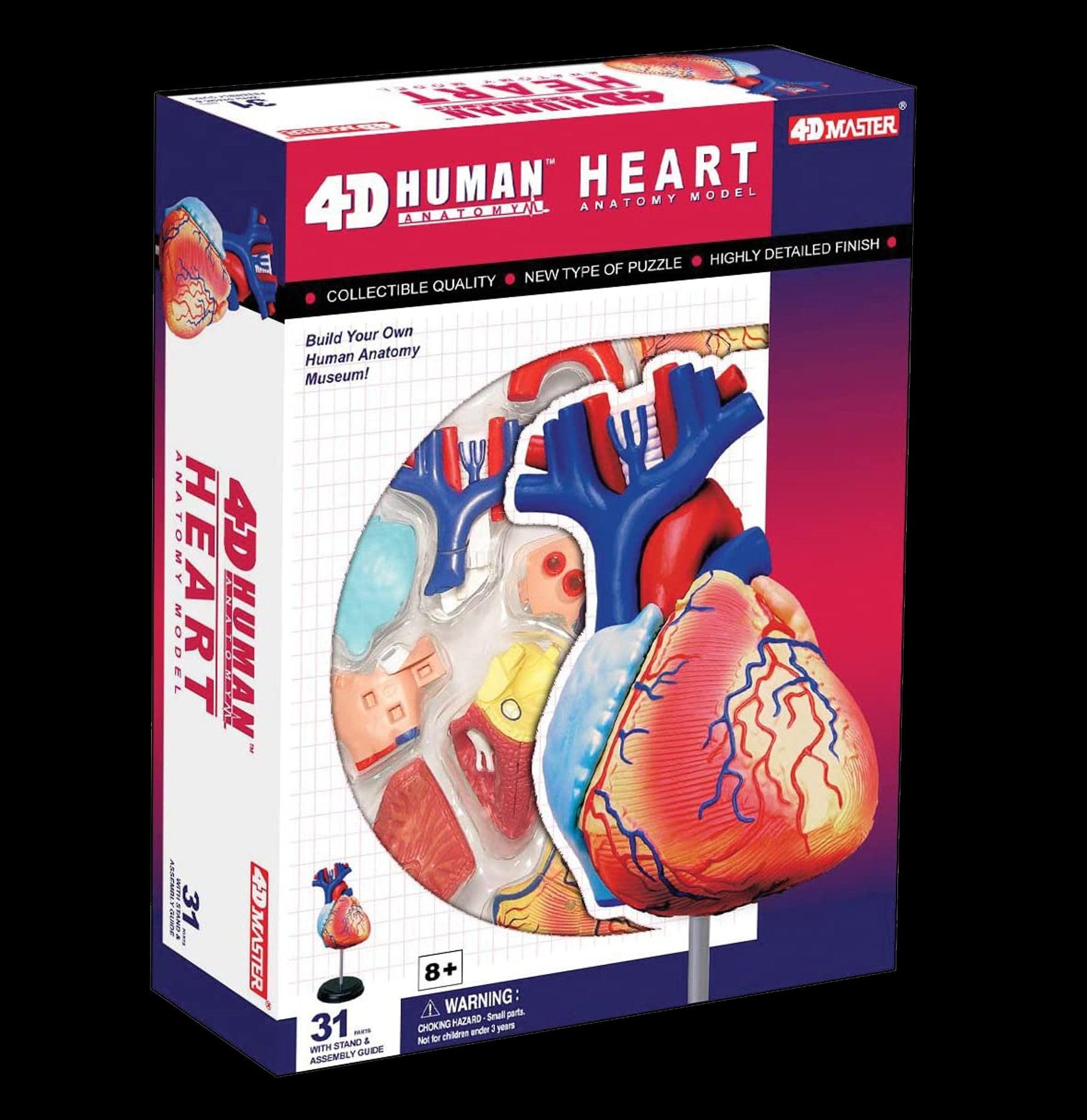 4D Human Heart Model - Detailed Anatomical Study Tool for Medical Students & Professionals | Perfect for Classroom, Lab & Home Learning