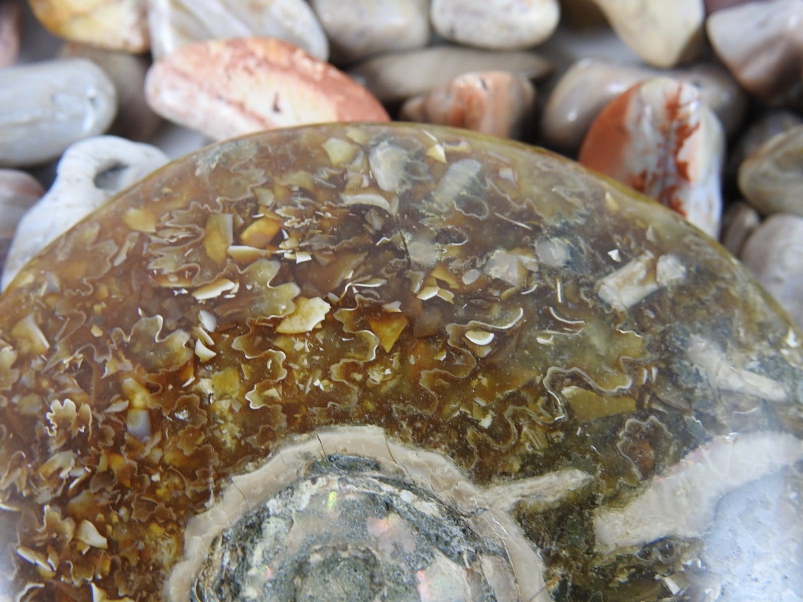 Authentic Ammonite Fossil - Natural Prehistoric Ammonite Specimen for Collectors, Home Decor & Gifts | Perfect for Geology Enthusiasts, Fossil Displays & Unique Interior Design