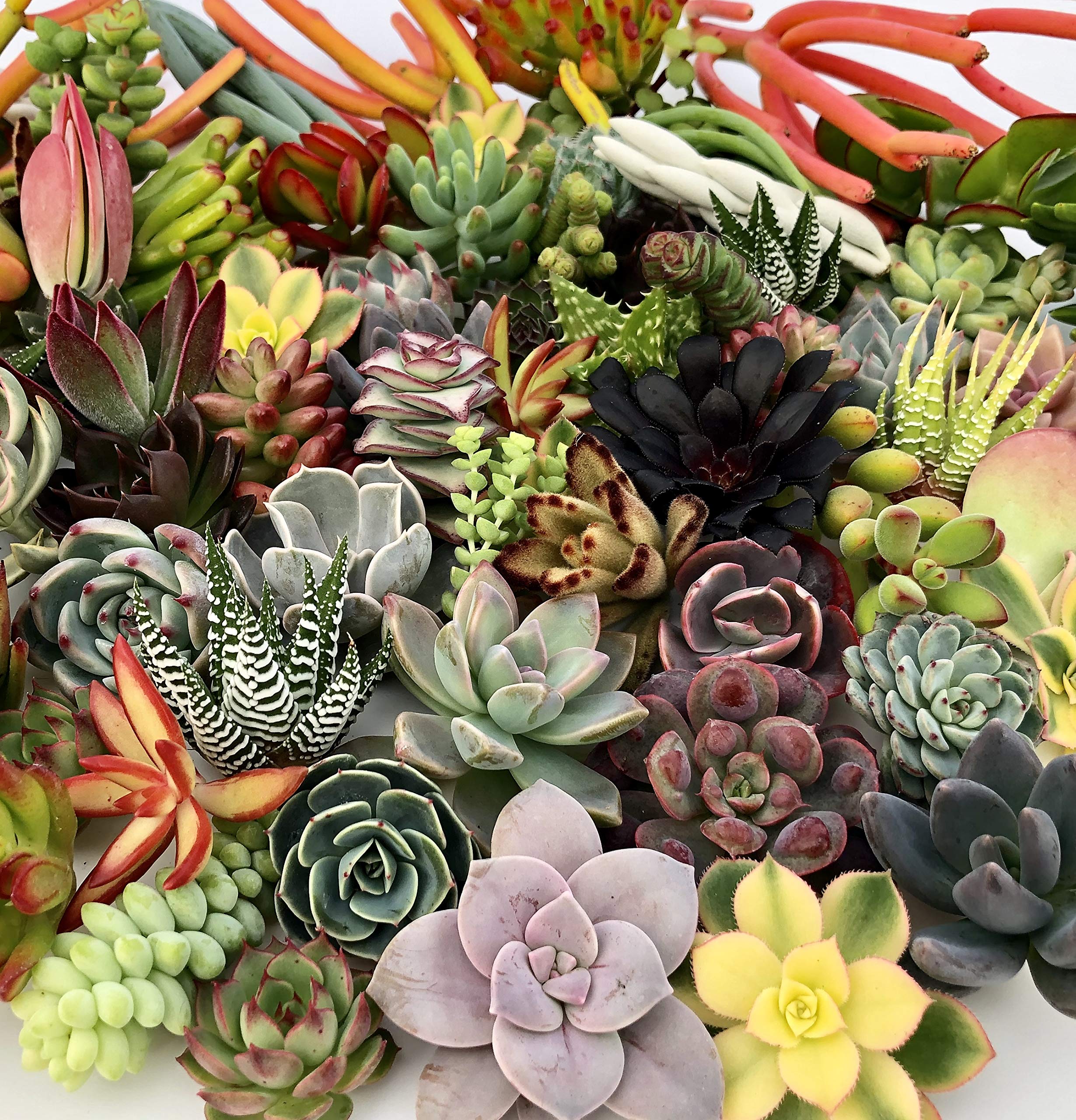 10 Assorted Live Succulent Cuttings - Unique Varieties for Terrariums, Mini Gardens & Starter Plants | Perfect for Home Decor, Office Desk & DIY Gifts
