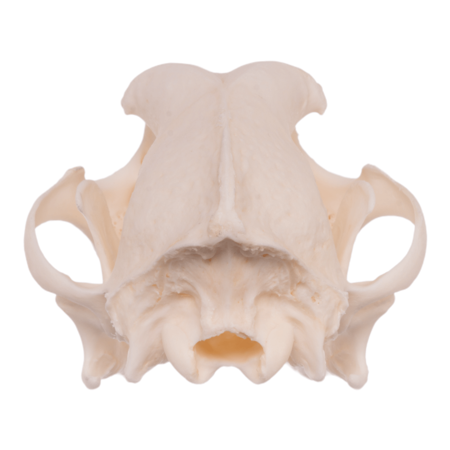 Authentic Domestic Dog Skull - Real Husky Skull Specimen for Veterinary Study, Taxidermy & Educational Display | Perfect for Science Classrooms, Oddity Collections & Halloween Decor