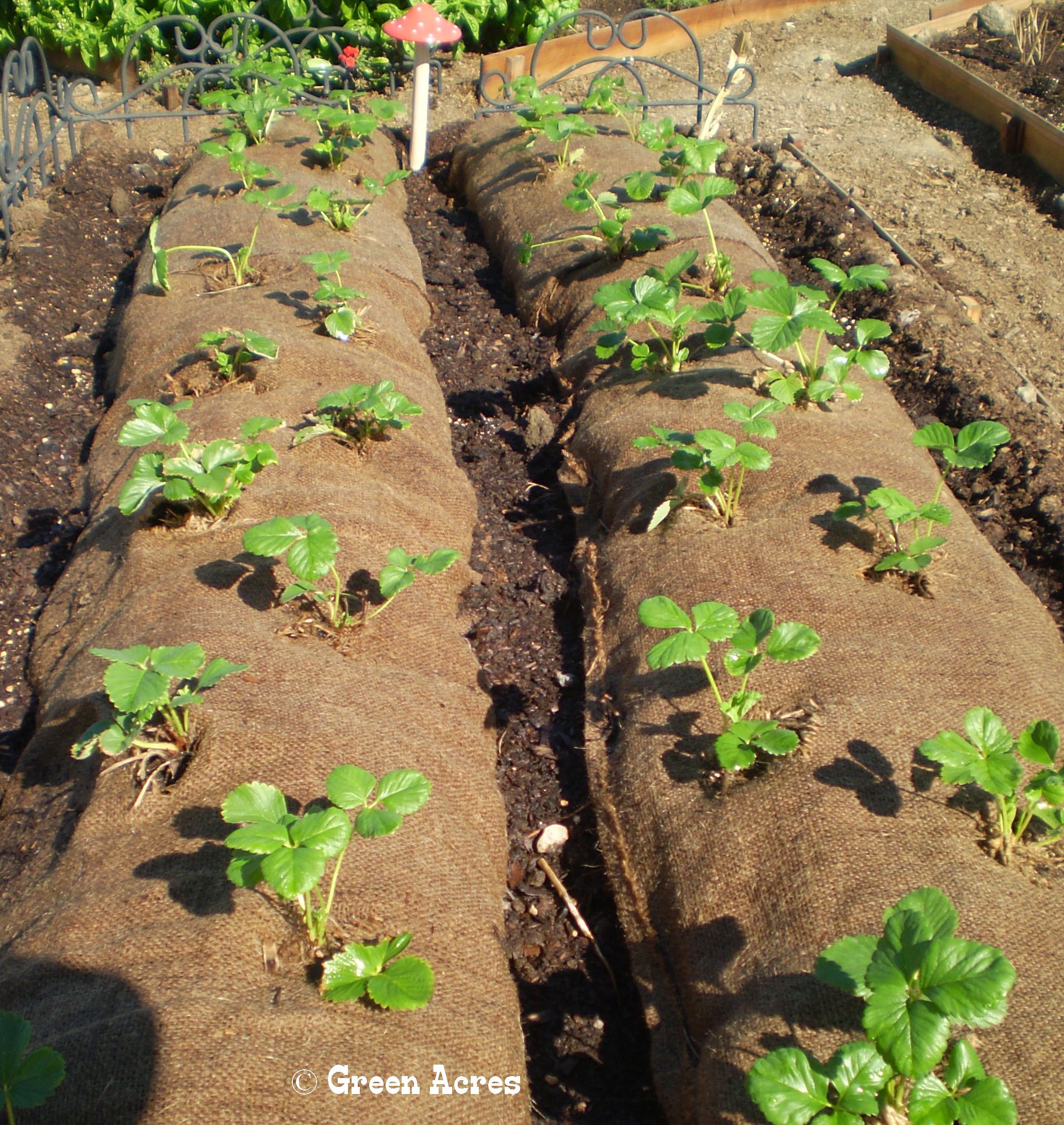 10 Honeoye Strawberry Plants - Sweet Juicy Berries - Pack of 10 Bare Root Plants for Zones 3-8 - USDA Organic Grown in USA - Perfect for Home Gardens, Fresh Eating & Jam Making