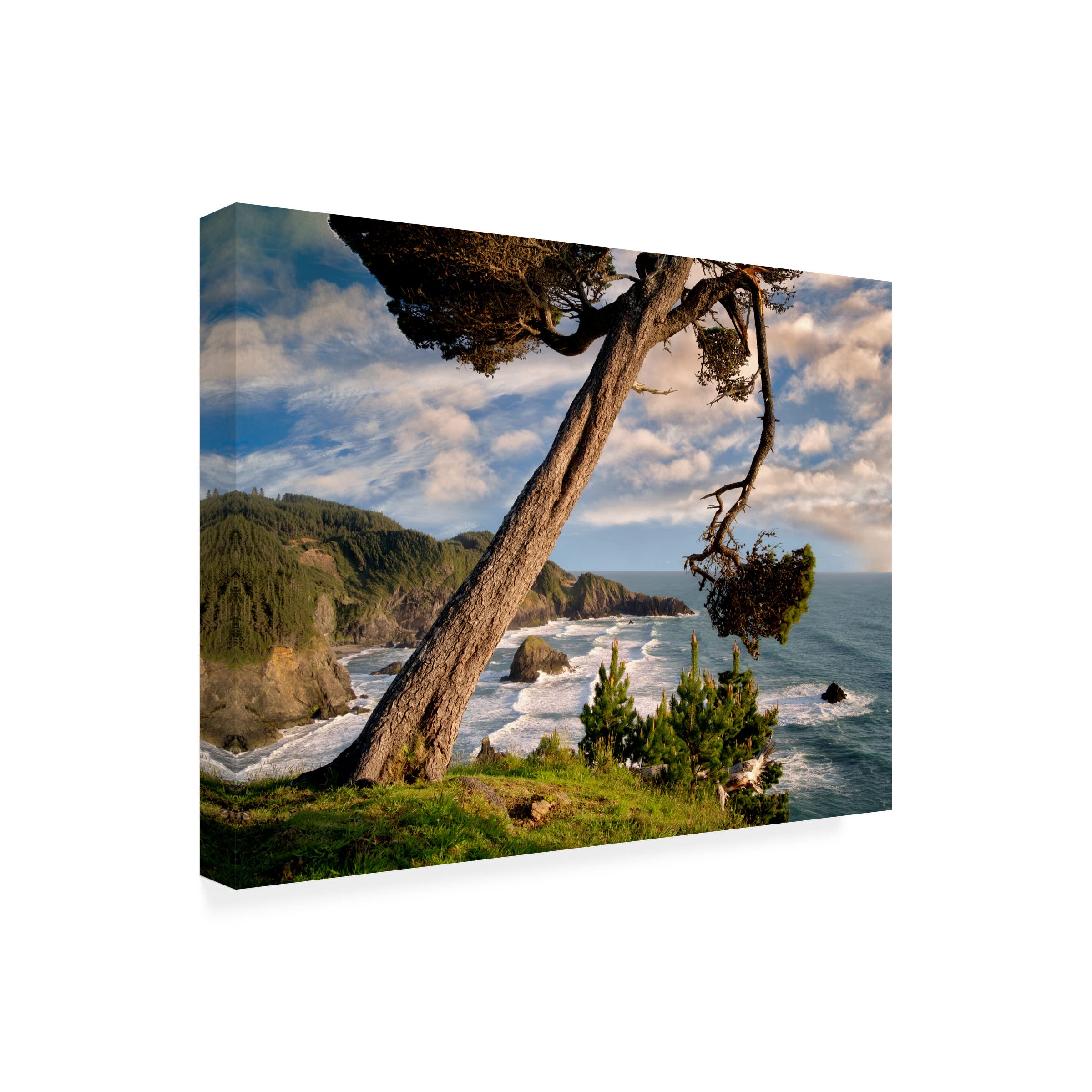 Dennis Frates 'Sea Grass 7' Canvas Wall Art Print - Coastal Beach Decor for Living Room, Bedroom & Office - Trademark Fine Art Collection