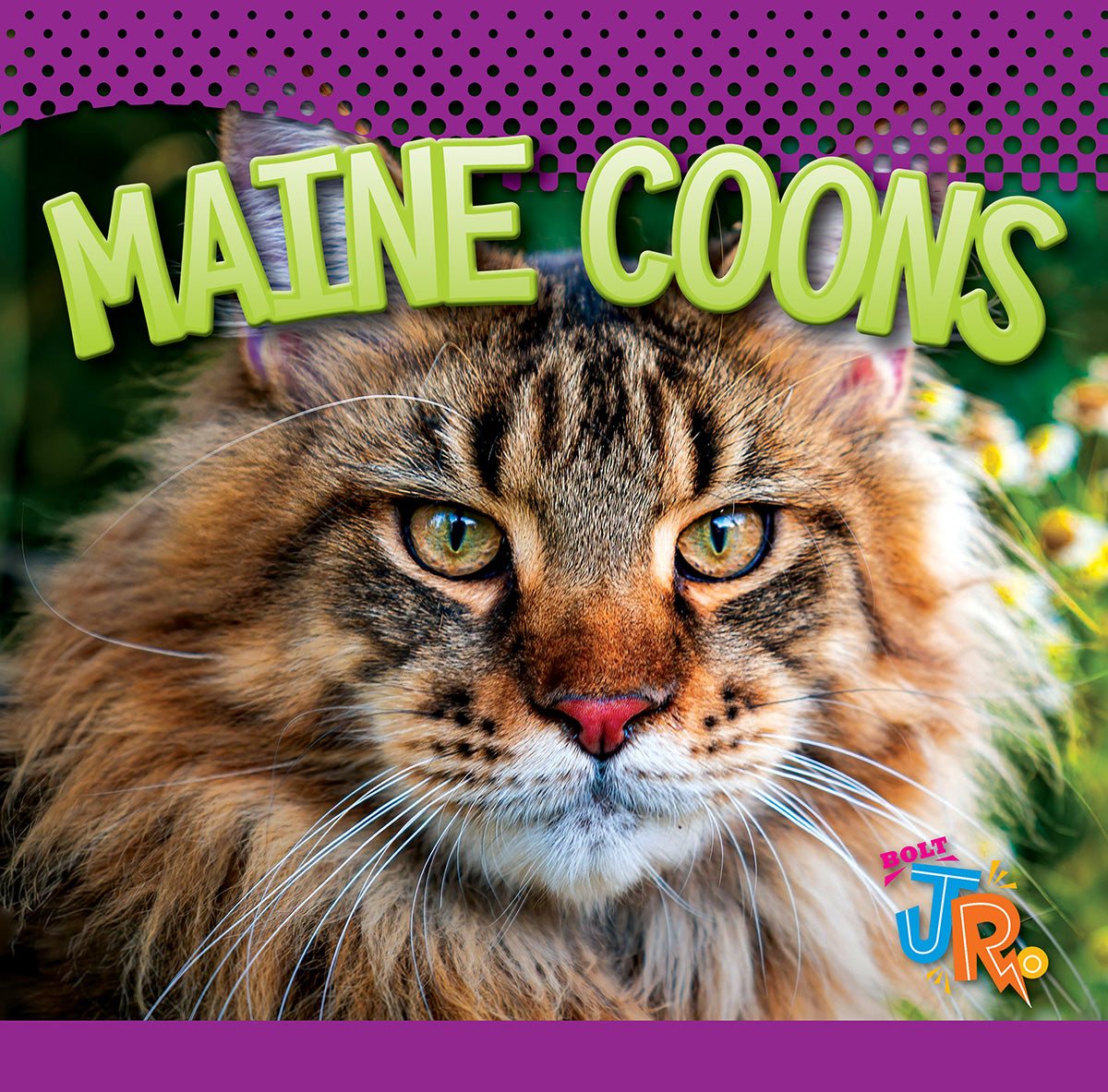 Maine Coon Cats for Sale - Large, Friendly & Fluffy Breed | Perfect for Family Pets & Show Competitions