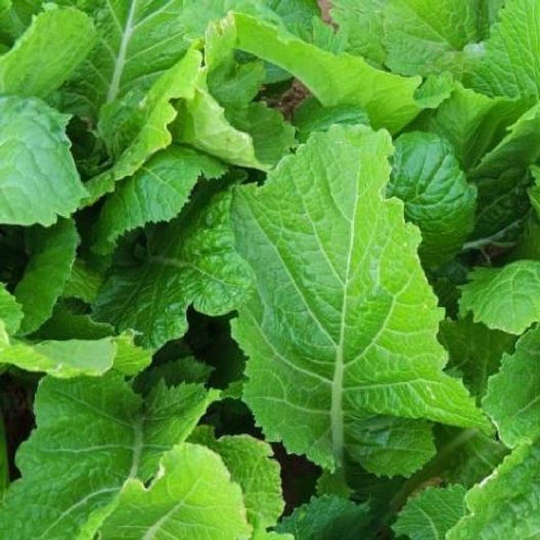 David's Garden Seeds Non-GMO Heirloom Mustard Greens Florida Broadleaf Leafy Greens - 200 Organic Seeds for Home Gardening, Salads & Stir Fry Cooking