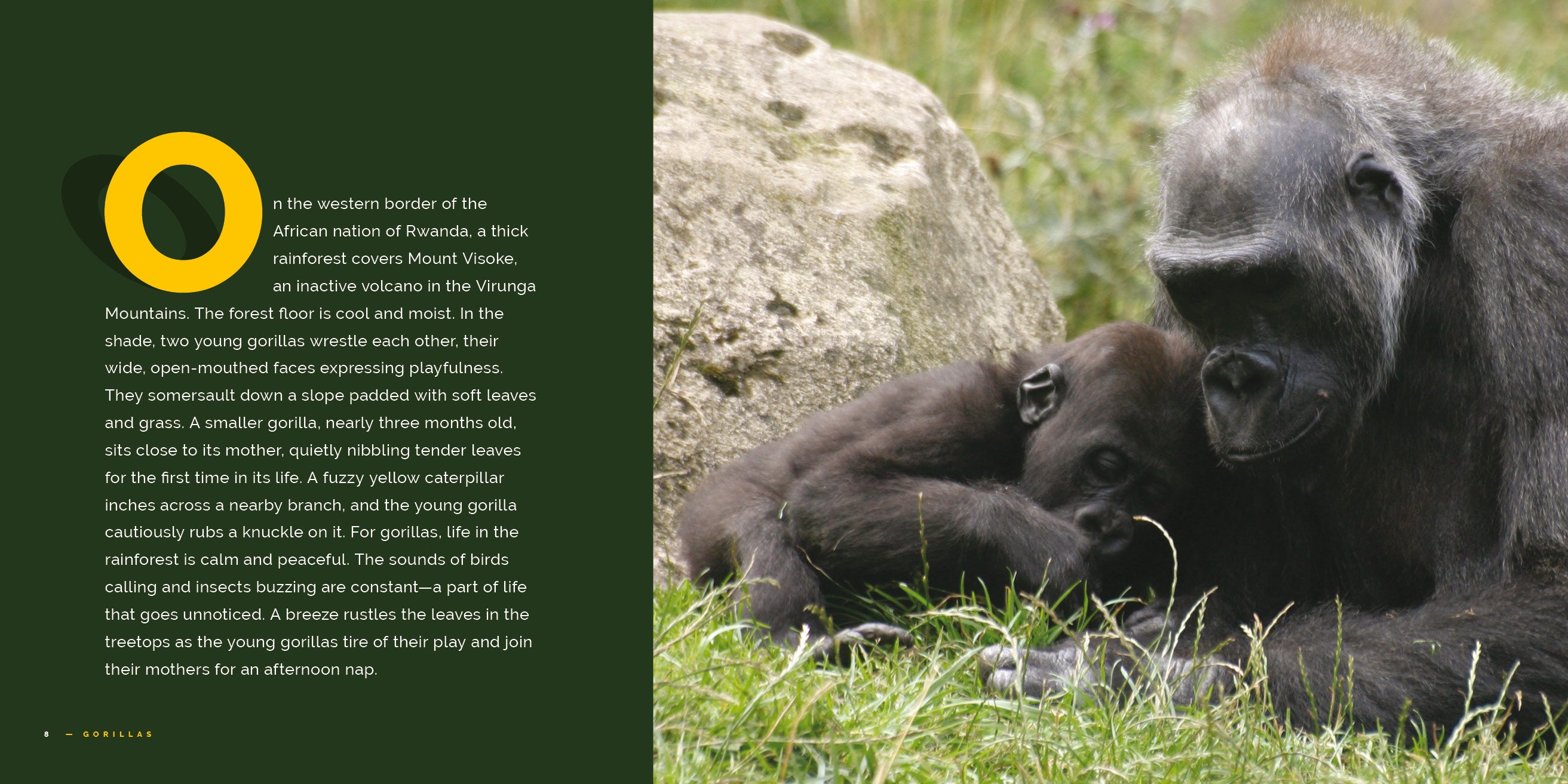 Gorillas Book 9781640265264 - Wildlife Education & Animal Facts for Kids, Nature Lovers & Classroom Learning