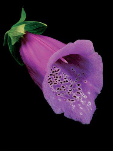 Botanica Magnifica: Stunning Portraits of the World's Most Extraordinary Flowers & Plants - Perfect for Home Decor, Botanical Art Lovers & Nature-Inspired Gifts
