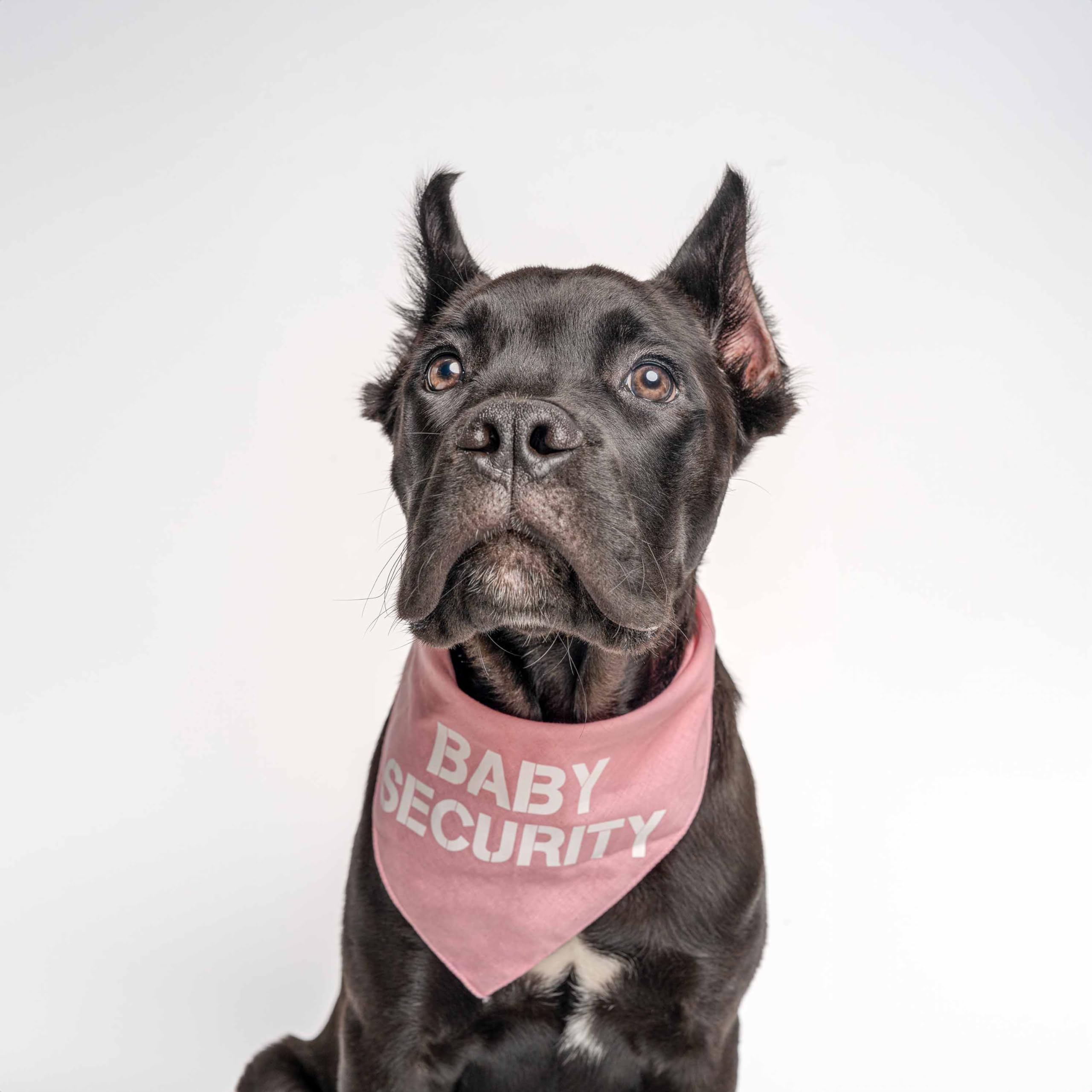 Baby Announcement Dog Bandana for Small Dogs - 7 Baby Pink XS Pet Bandana for Newborn Photo Shoots & Gender Reveal Parties