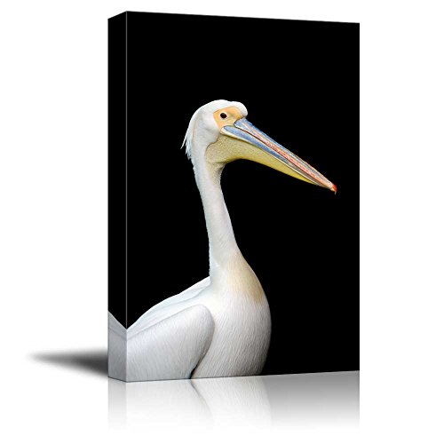 Pelican