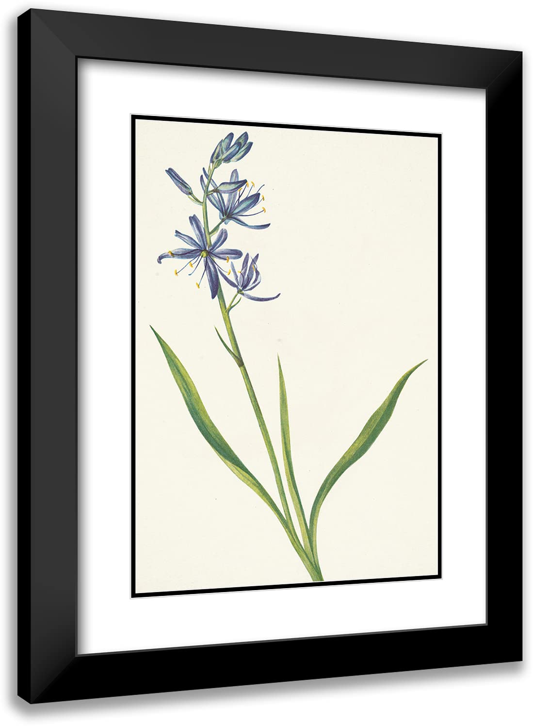 Mary Vaux Walcott 14x18 Inch Black Modern Framed Art Print - Camas Quamasia Quamash (1925) | Double Matted Museum Quality | Wall Decor for Living Room, Office & Gallery