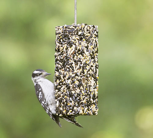 Duncraft Songbird Snack Bar - Wild Bird Food Treat for Outdoor Bird Feeders - Attract Cardinals, Bluebirds & Finches to Your Backyard Garden