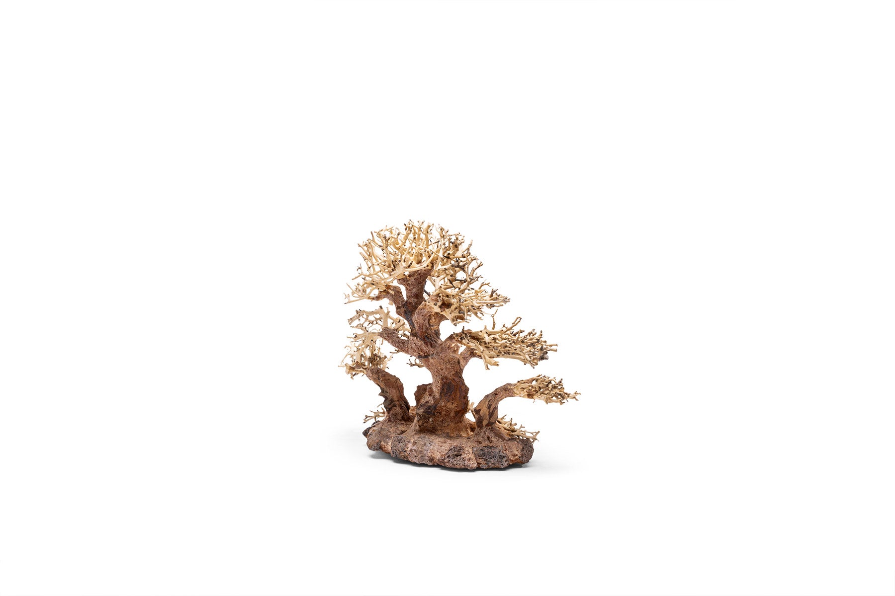 UNS Bonsai 004 - Premium Mini Bonsai Tree Kit for Home & Office Decor | Perfect Gift for Plant Lovers, Zen Garden Enthusiasts & Indoor Gardening