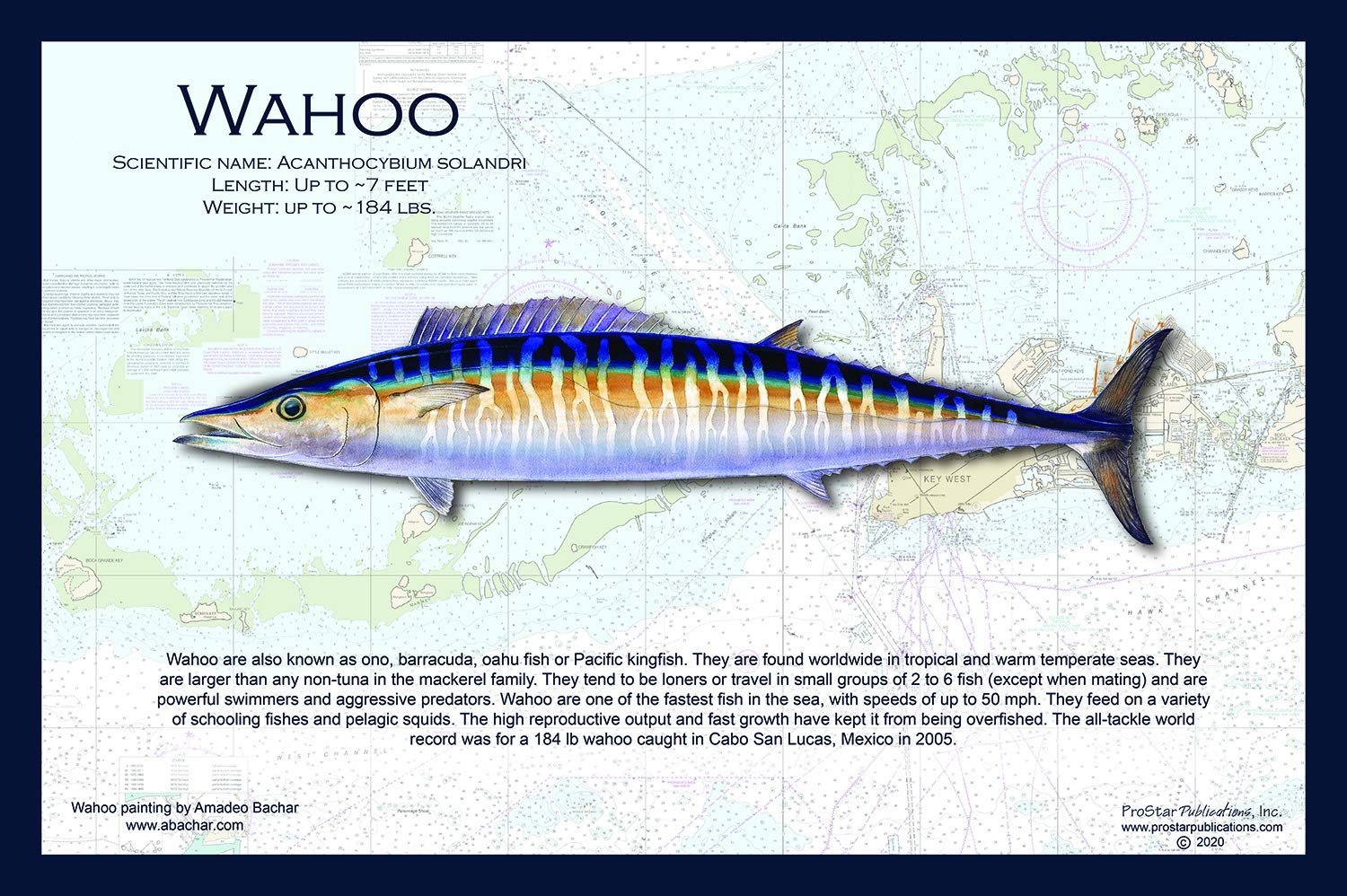 Wahoo Fish Placemats - Non-Slip Table Mats for Seafood Lovers - Perfect for Dining, Kitchen Decor & Coastal-Themed Parties