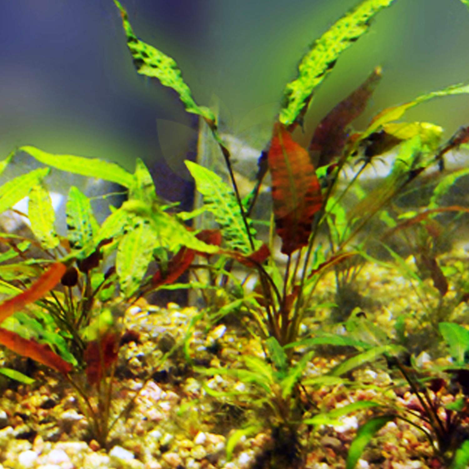 Cryptocoryne Wendtii 