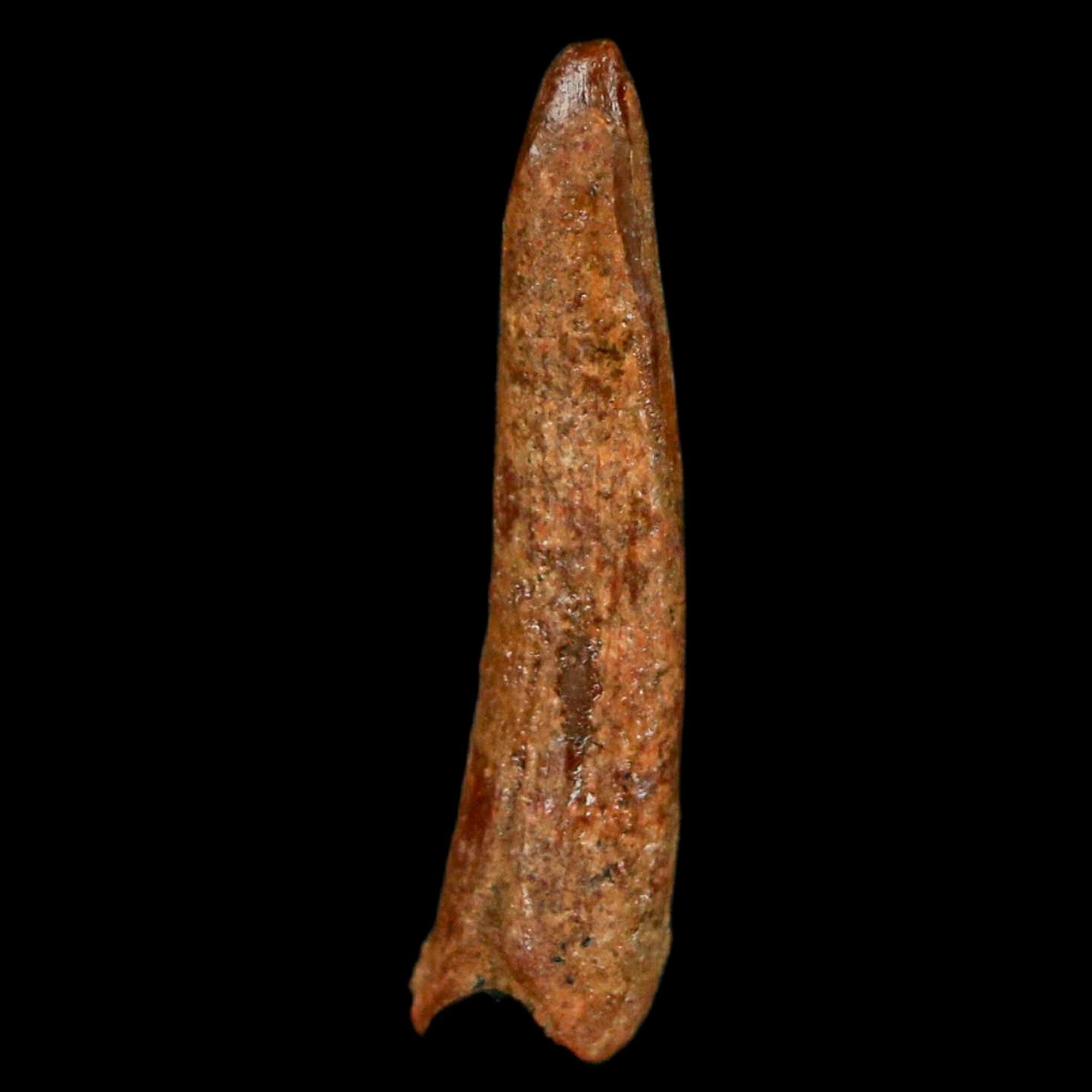 Authentic Pterosaur Coloborhynchus Fossil Tooth - Upper Cretaceous Era - Morocco - Includes COA - Perfect for Paleontology Collections & Dinosaur Enthusiasts - Great Display Piece for Museums, Classrooms, or Home Decor