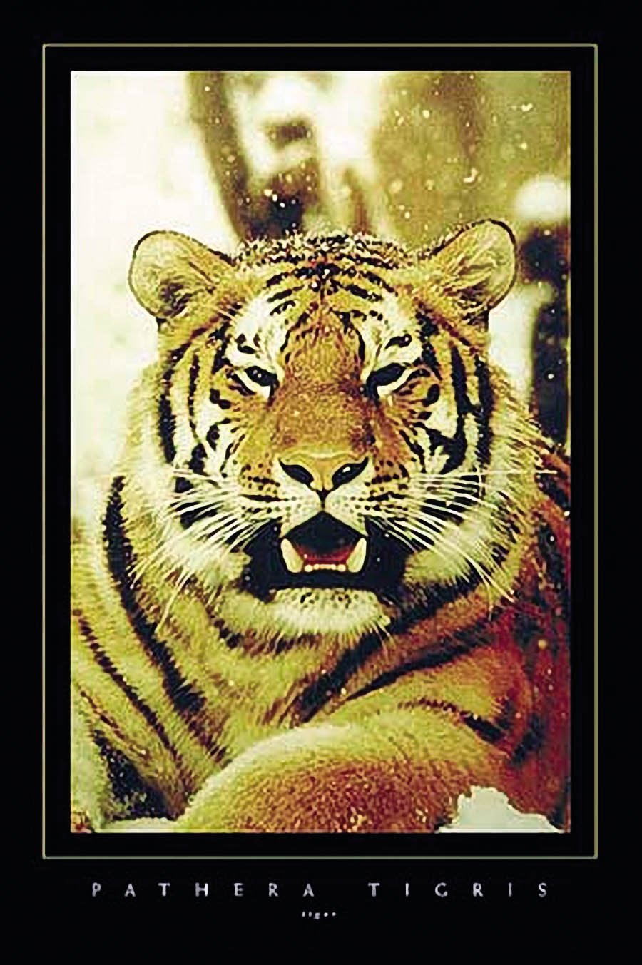 24x36 Tiger Poster - Premium Wildlife Wall Art for Home & Office Decor - Perfect for Living Room, Bedroom, or Classroom