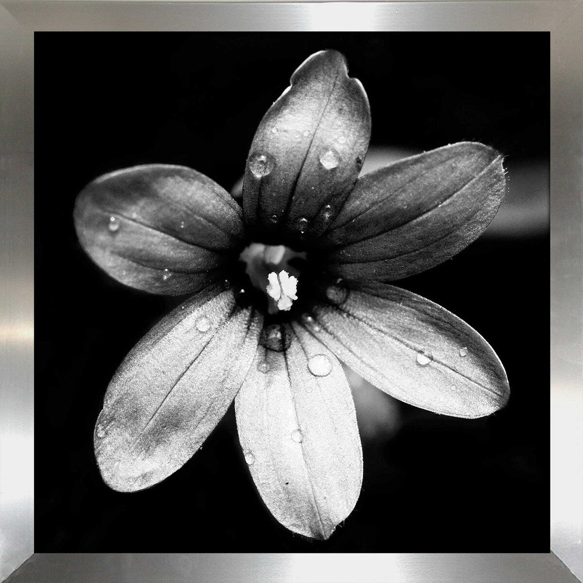 Black and White Bloom I Square Acrylic Wall Art Print - Modern Home Decor for Living Room, Bedroom & Office