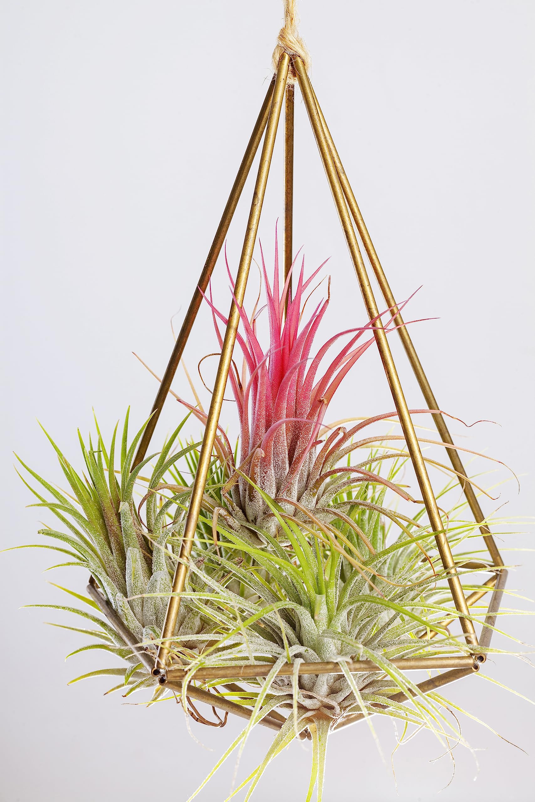 Live Ionantha Tillandsia Air Plants (10 Pack) - Easy Care Indoor Houseplants for Terrariums, Plant Holders & Home Decor | Perfect for Offices, Gifts & DIY Garden Projects