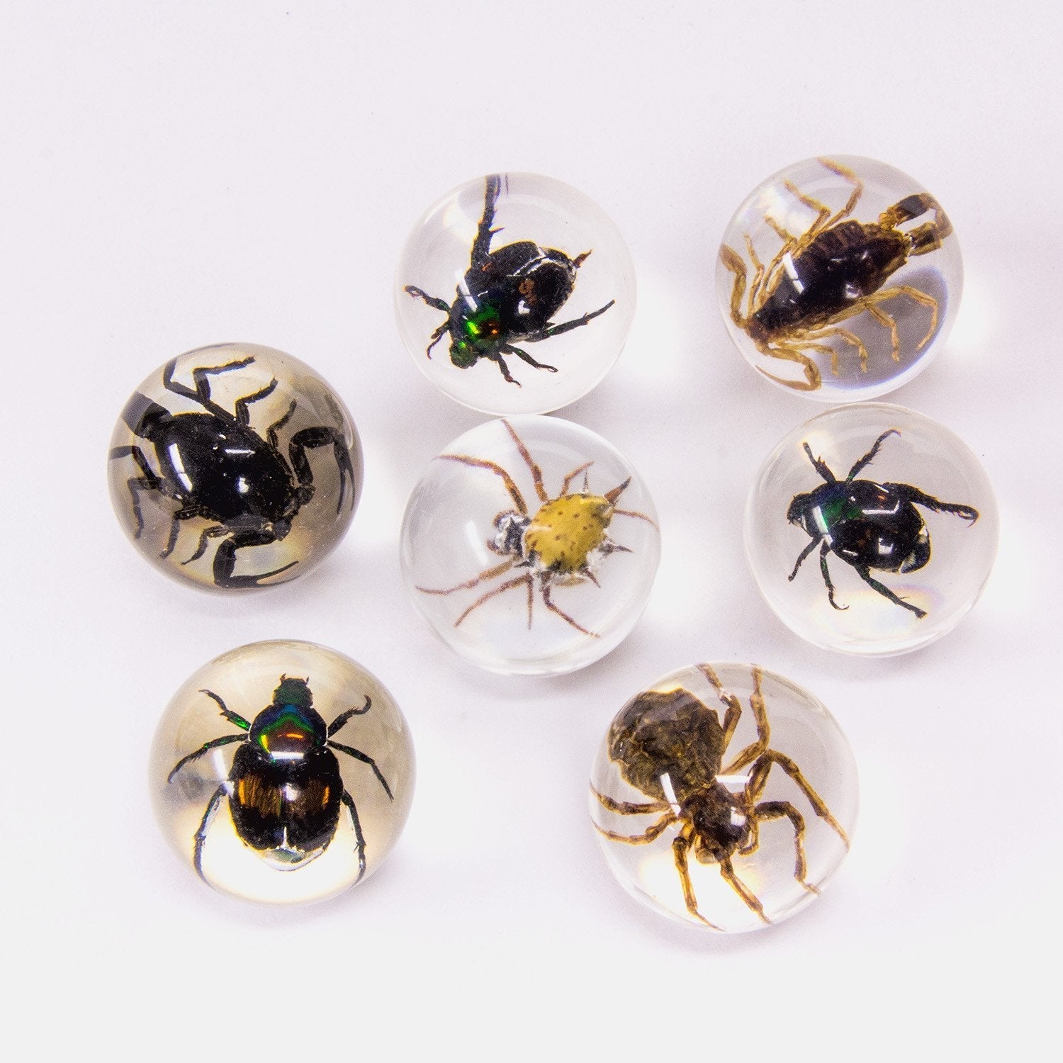 Real Insect Encased in Clear Acrylic Marble Block - Unique Science Specimen Display for Home Decor, Classroom Education & Nature Lovers Collection