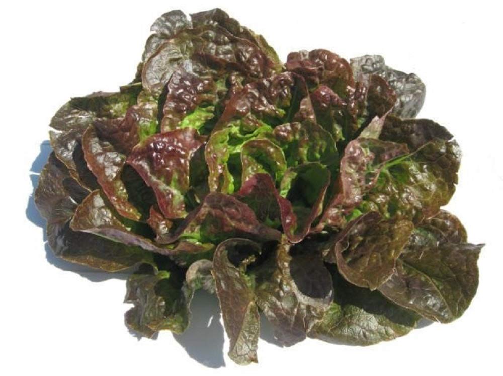 Non-GMO Bronze Mignonette Butterhead Lettuce Seeds - 50 Count Pack | Heat-Tolerant, Slow-Bolt Variety | 100+ Year Heirloom Seeds by Country Creek LLC | Perfect for Home Gardens, Salad Greens & Sustainable Farming