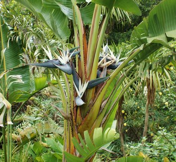 50 Giant White Bird of Paradise Seeds (Strelitzia Nicolai) - Tropical Exotic Plant for Indoor & Outdoor Garden Decor
