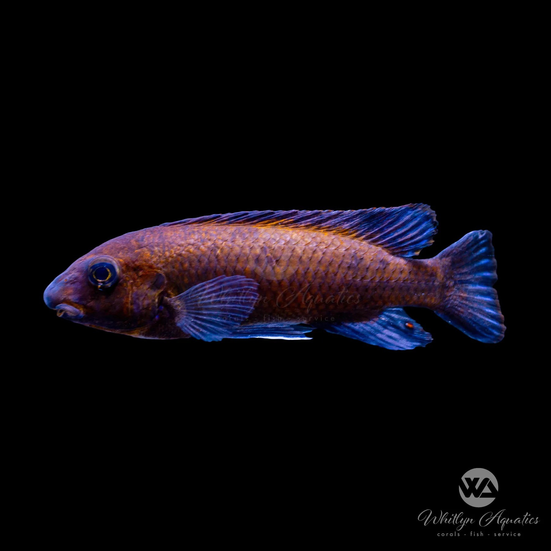 Labeotropheus Ochre Chilumba Cichlid - Labeotropheus Trewavasae for Freshwater Aquariums | Perfect for African Cichlid Tanks & Aquascaping
