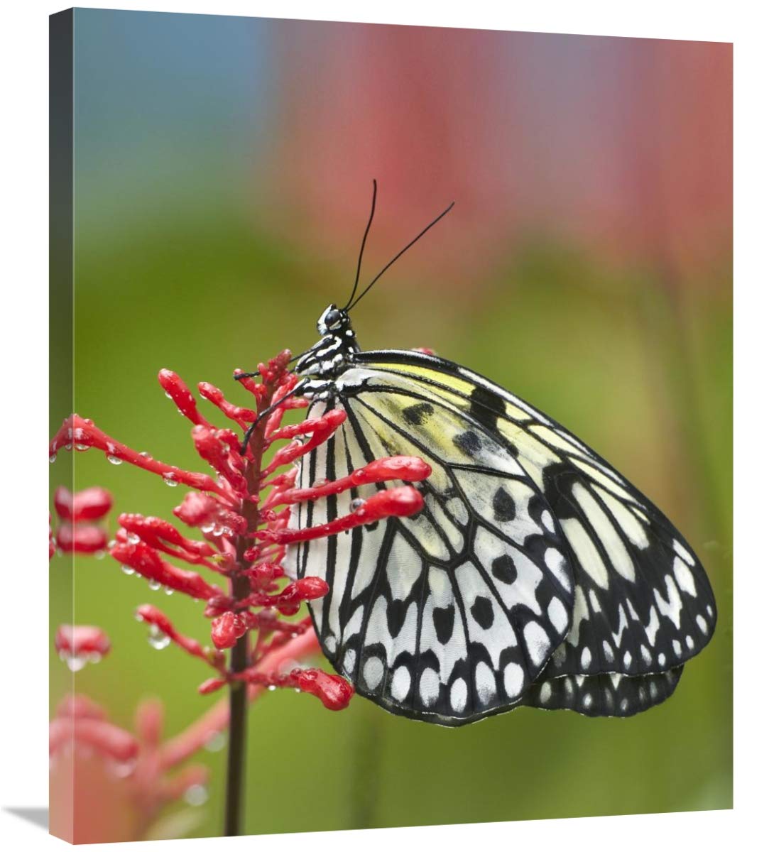 30 Inch Asian Paper Kite Butterfly Art Print by Tim Fitzharris - Nature Wall Decor for Home, Office & Classroom