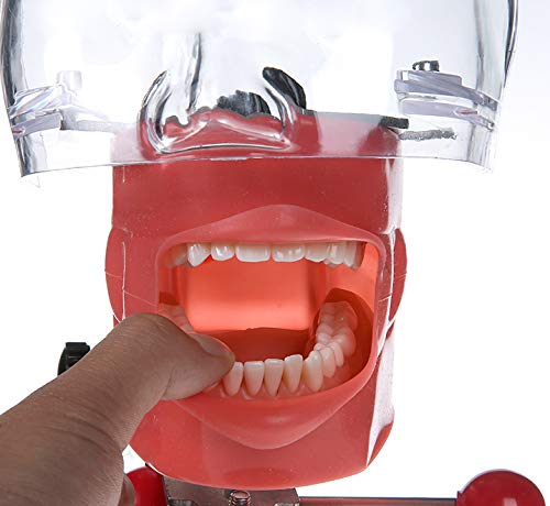 Dental Teaching Head Model - Plastic Educational Teeth Manikin for Dental Students & Professionals | Perfect for Classroom, Lab & Clinical Training