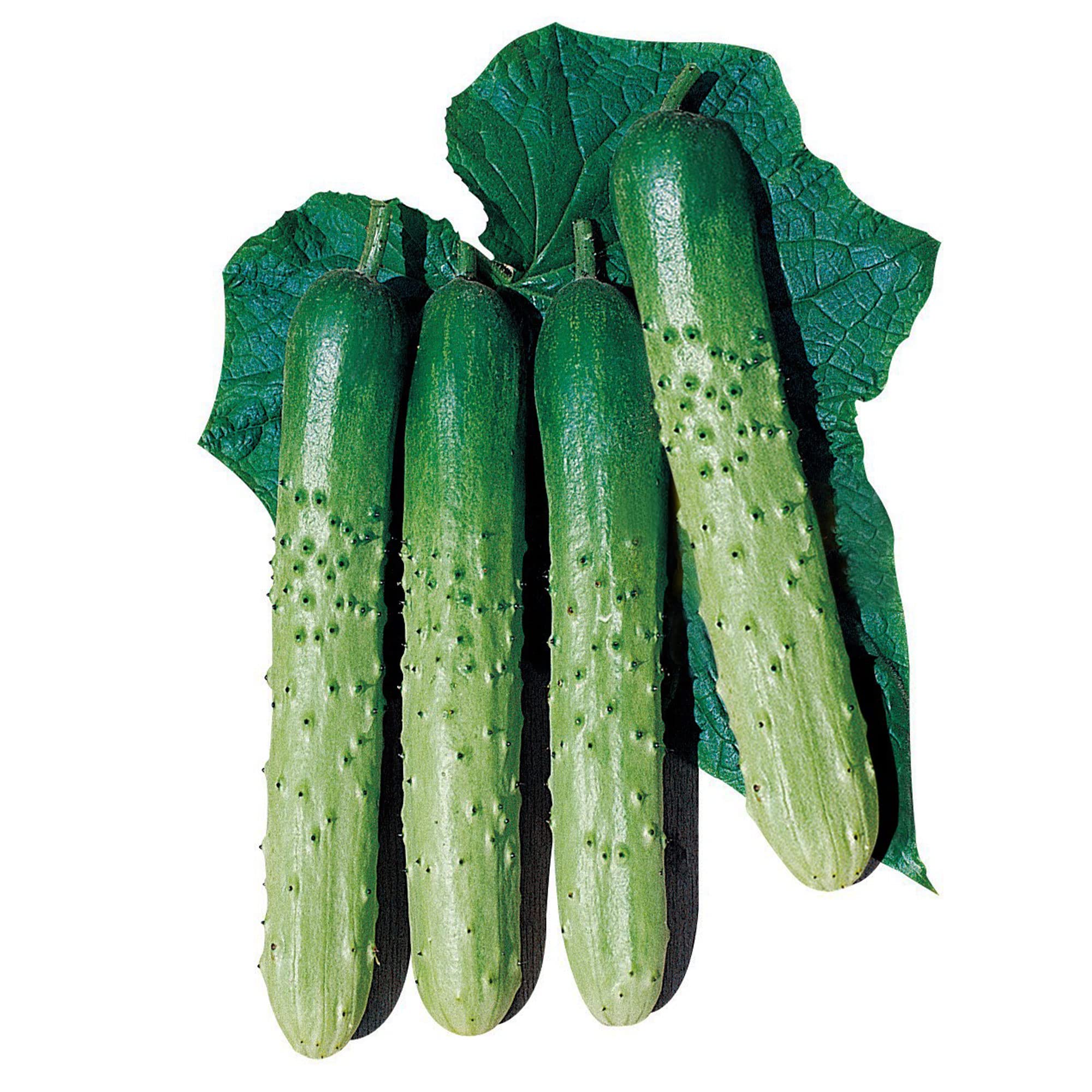 Premium Non-GMO F1 Hybrid Cucumber Seeds - Asia Eun Cheon Variety - 4 Oz Pack (~4400 Seeds) - Ideal for Asian Vegetable Gardens, Home Farming & Fresh Salads
