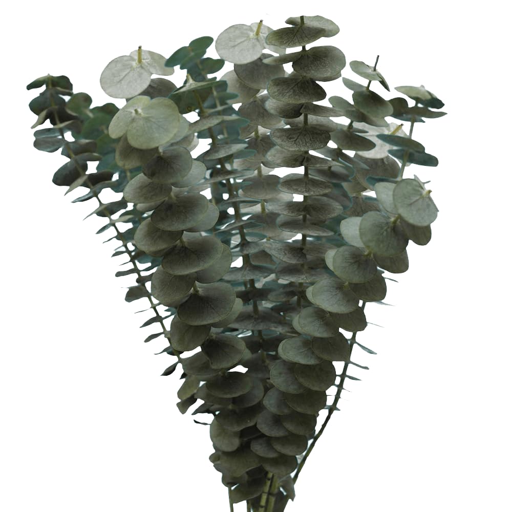 Fresh Cut Eucalyptus Flowers Bulk 100 Stems - Wholesale Fresh Greenery for Home Decor, Wedding Bouquets & Spa Arrangements | Fast Shipping USA