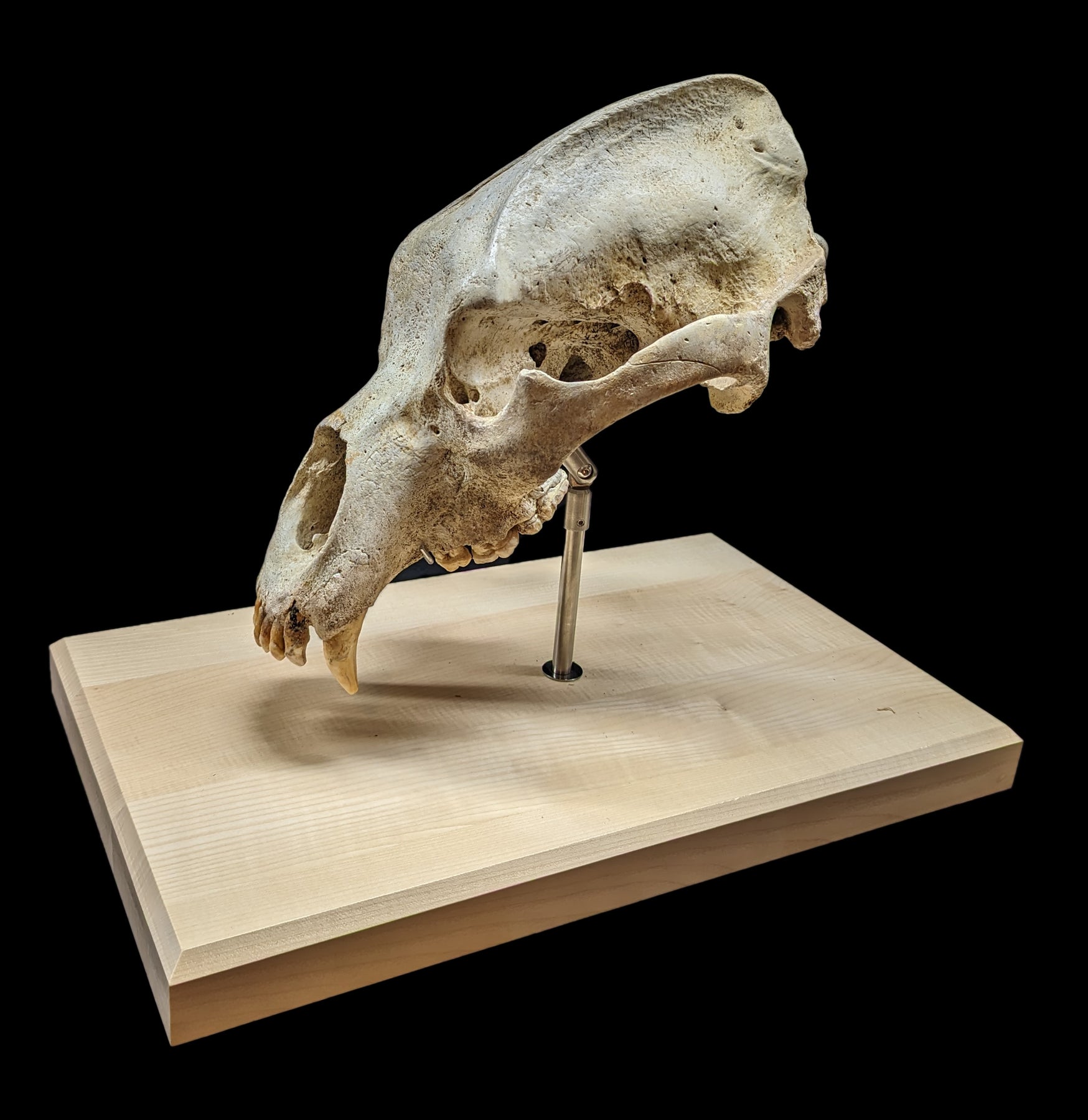 Authentic Cave Bear Skull Replica with Display Stand - Perfect for Home Decor, Educational Display, and Paleontology Enthusiasts