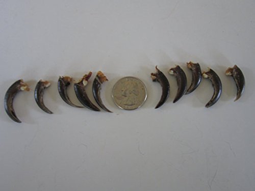 10 Natural Porcupine Claws for Jewelry Making - DIY Taxidermy Beads & Craft Supplies - Perfect for Necklaces, Bracelets, and Boho Style Accessories