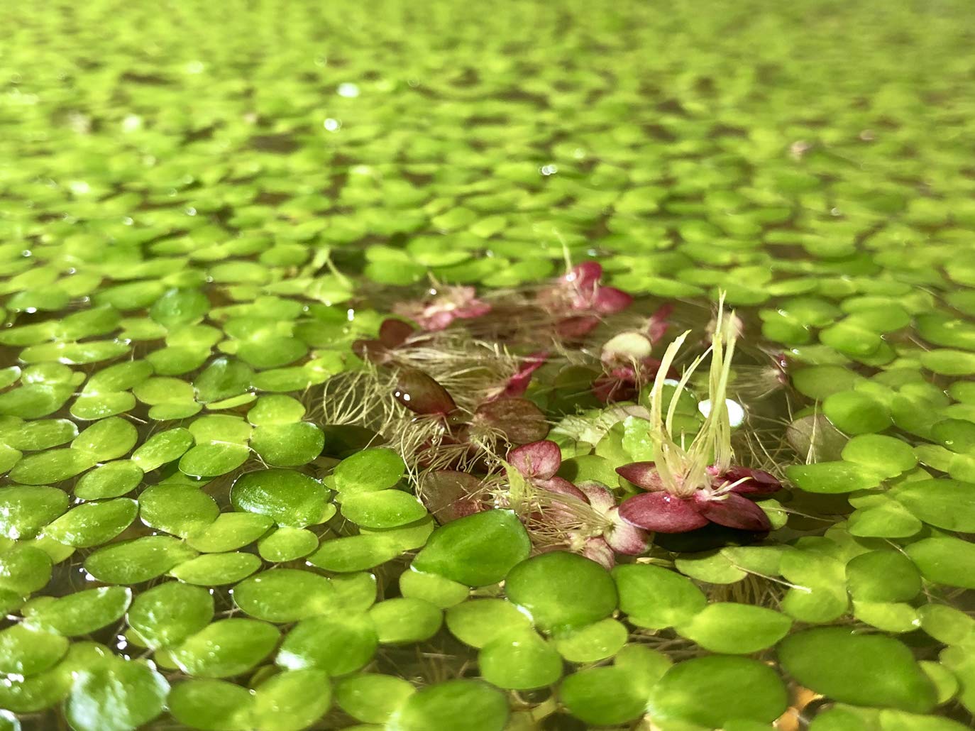 60+ Giant Duckweed (Spirodela Polyrhiza) Live Aquatic Floating Plants for Aquarium - Includes Mystery Plant & Invisible Feeding Ring - Perfect for Fish Tanks, Ponds & Aquatic Ecosystems