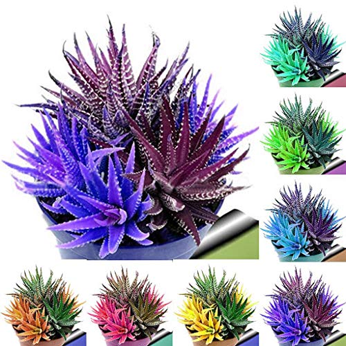 Elwyn Fresh 100pcs Aloe Vera Plant Seeds - Mixed Colors for Home Gardening, Indoor/Outdoor Planting, Succulent Garden Decor