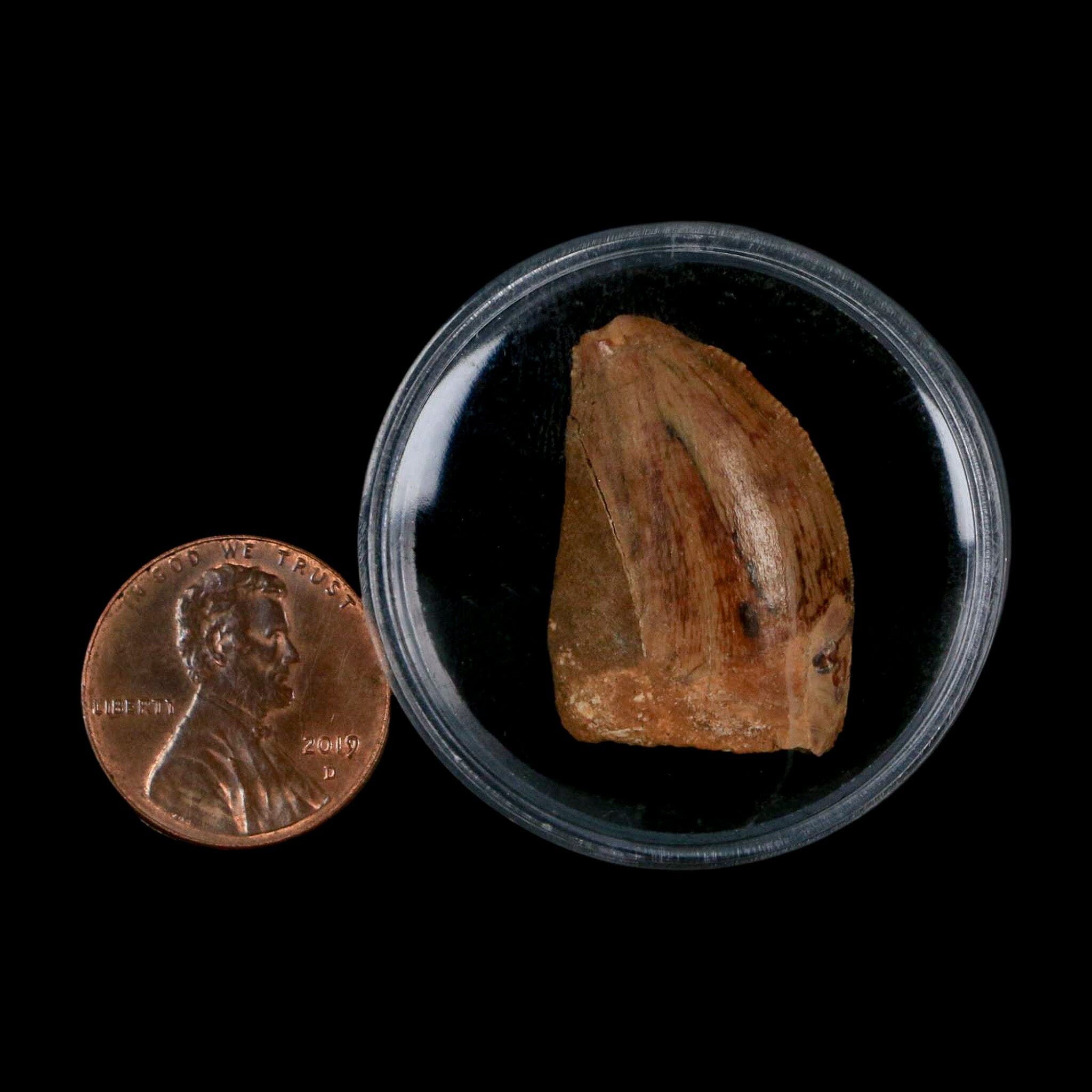 Authentic Carcharodontosaurus Dinosaur Fossil Tooth from Cretaceous Period - Morocco Origin with COA - Perfect for Paleontology Collectors & Museum-Quality Display