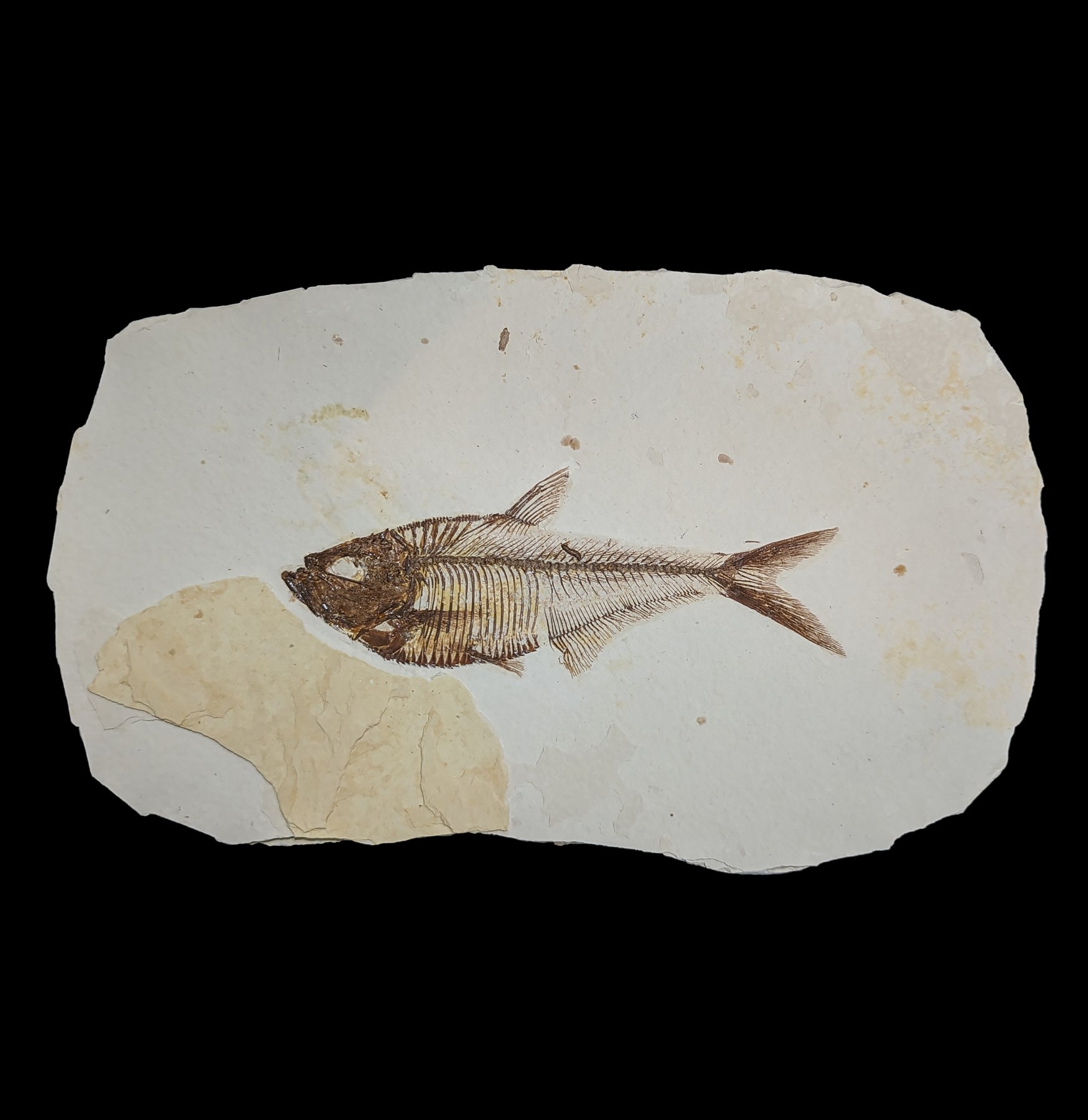Premium Diplomystus Fossil Fish Plate - Authentic Eocene Era Specimen for Collectors & Home Decor - Perfect for Science Enthusiasts & Interior Design