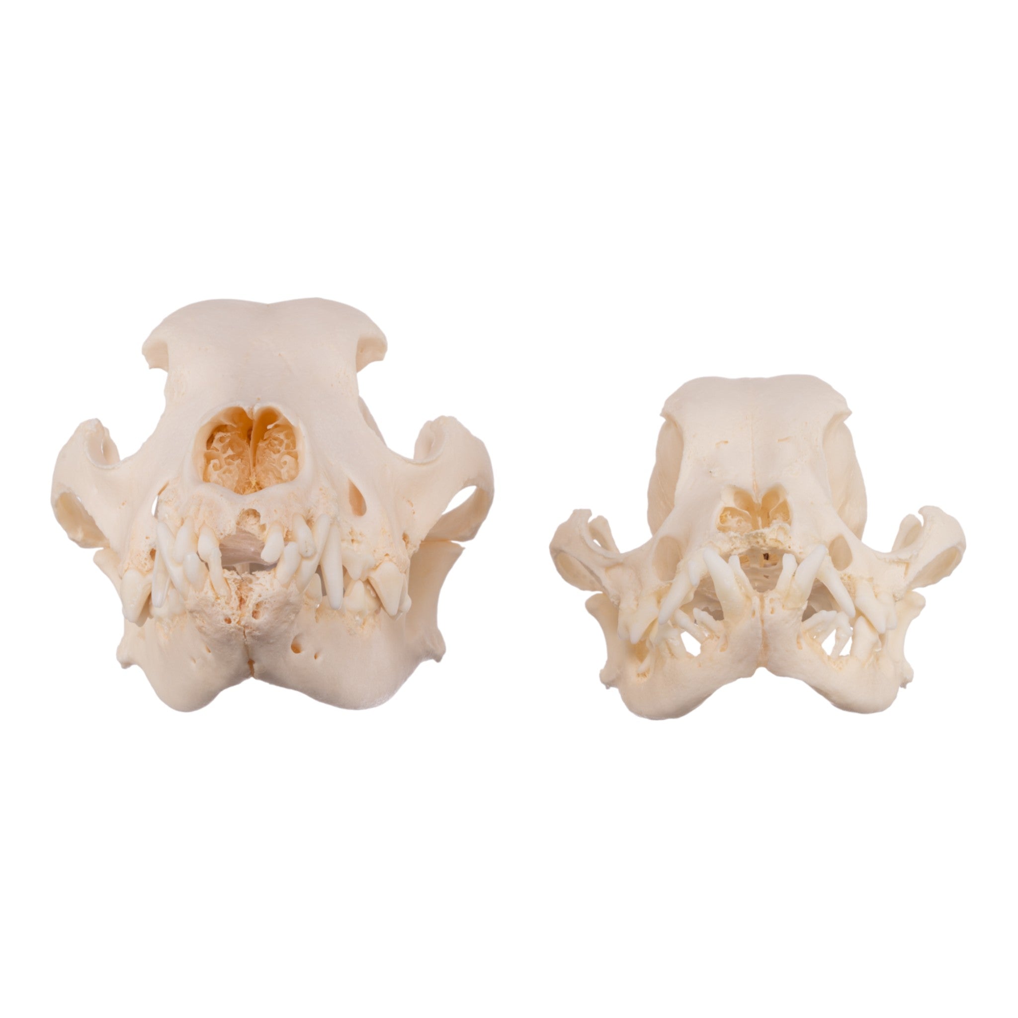 Real Domestic Dog Skull - Severe Periodontal Disease Specimen for Veterinary Study & Dental Research | Ideal for Anatomy Classrooms, Veterinary Training, and Forensic Science Education