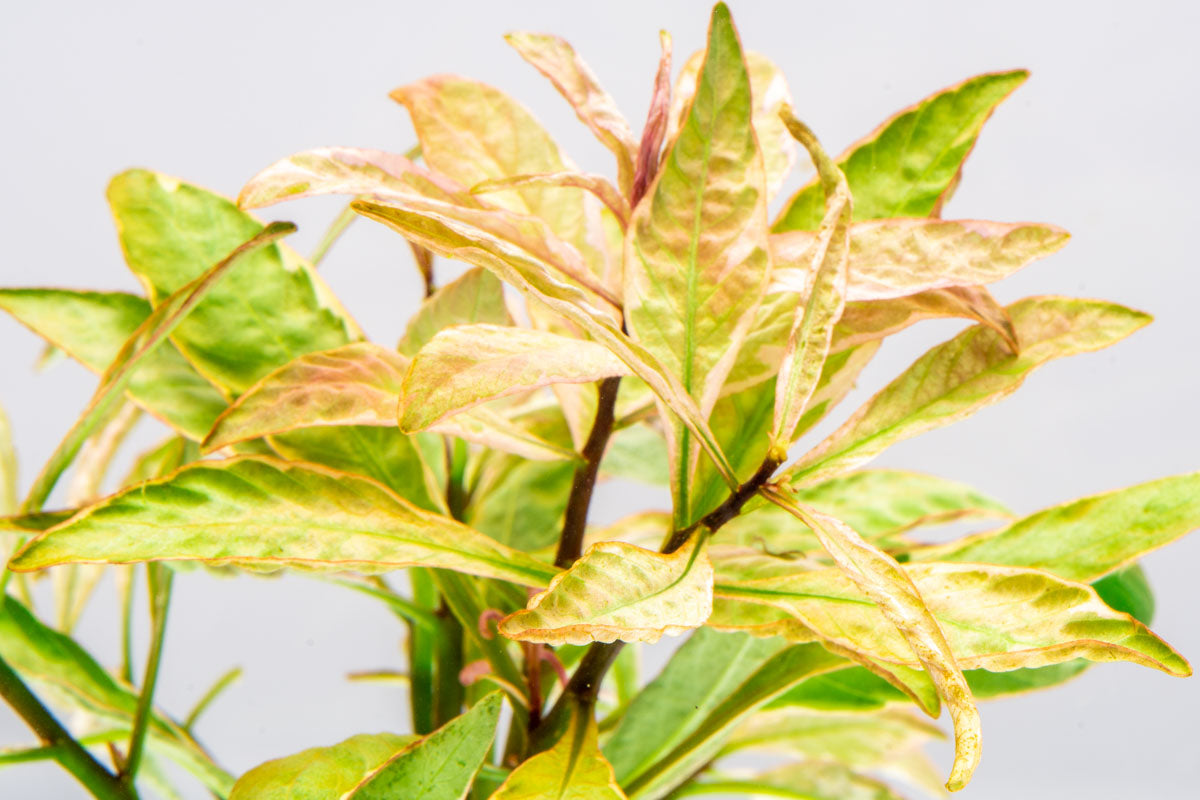 Ludwigia White Aquatic Plant for Freshwater Aquariums - Perfect for Aquascaping, Fish Tanks & Home Decor
