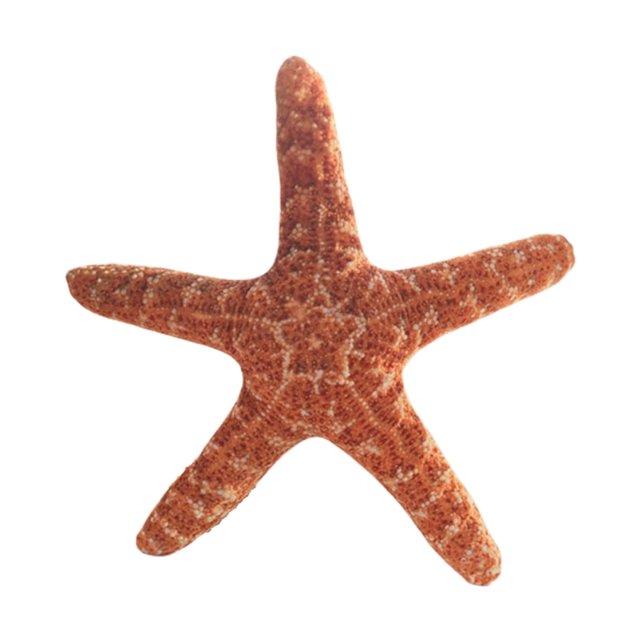 Starfish Floor Pillow - 40cm Soft Sofa Cushion for Living Room, Bedroom & Car - Comfortable Decorative Throw Pillow for Lounging, Reading & Relaxation