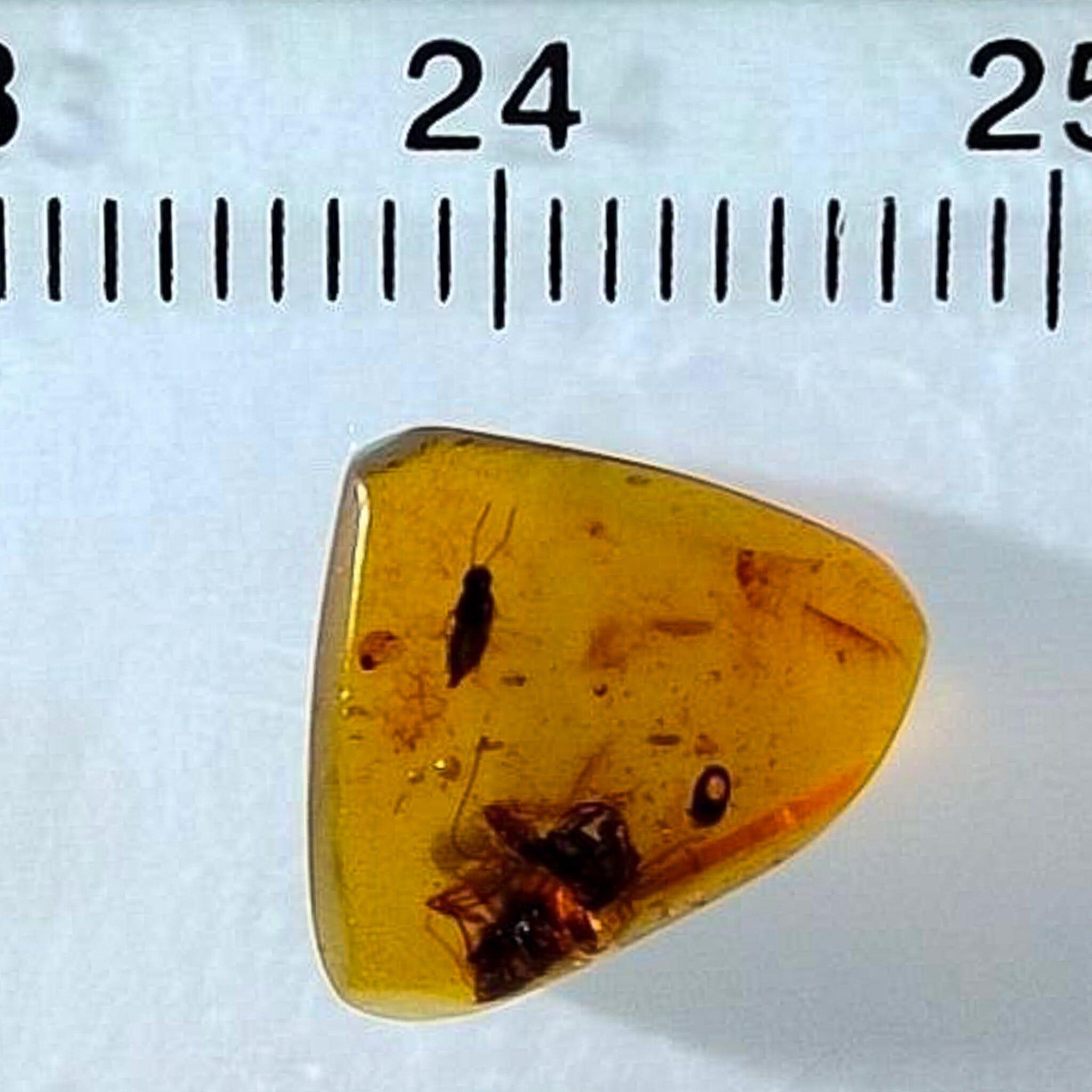 Authentic Burmese Insect Amber Fossil - Rove Beetle & Roach in Burmite from Cretaceous Dinosaur Era | Rare Collector's Specimen for Science Education & Home Decor