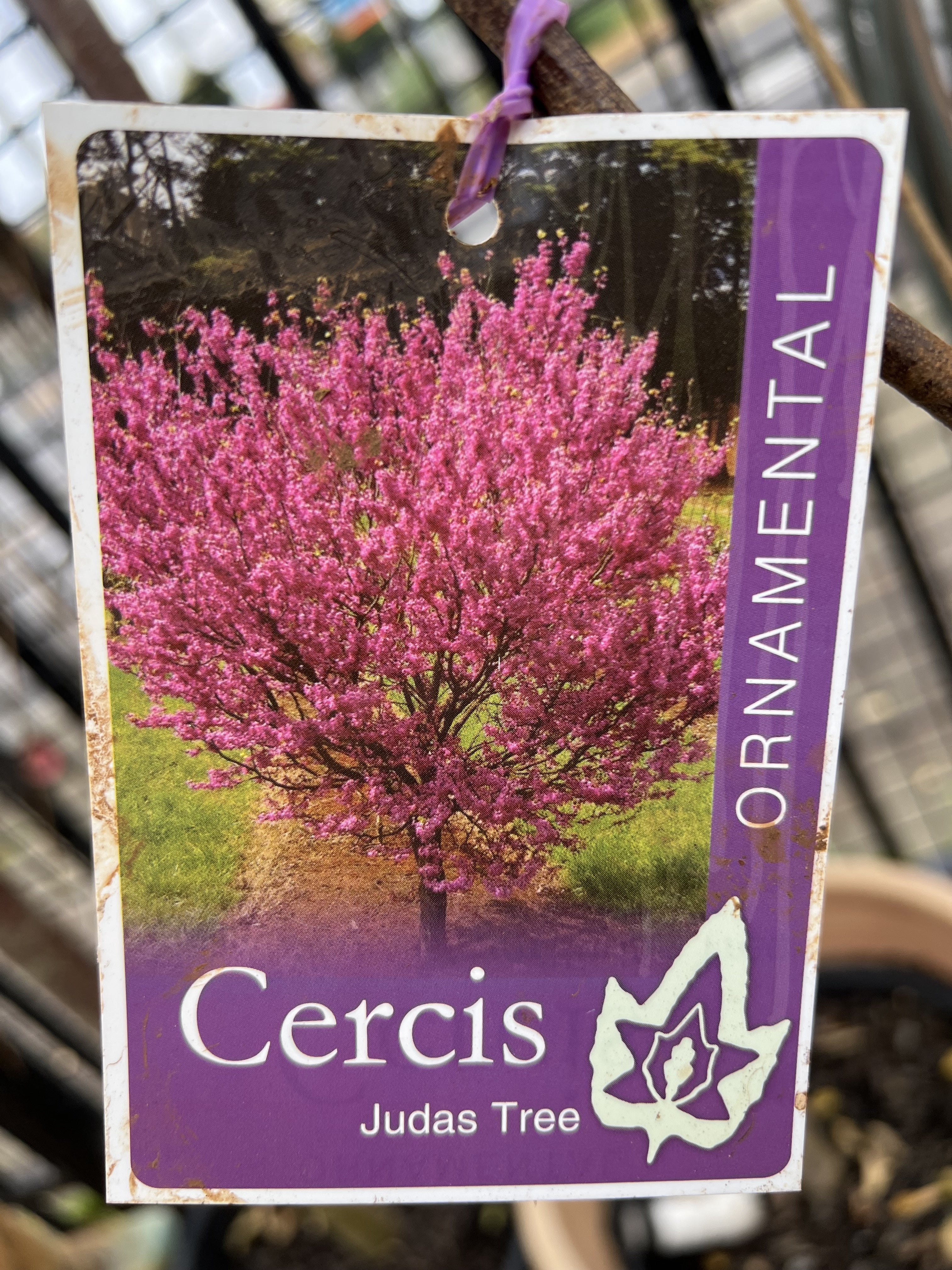 Buy Cercis Siliquastrum (Judas Tree) - Stunning Ornamental Flowering Tree for Gardens & Landscapes | Perfect for Shade, Privacy & Aesthetic Appeal
