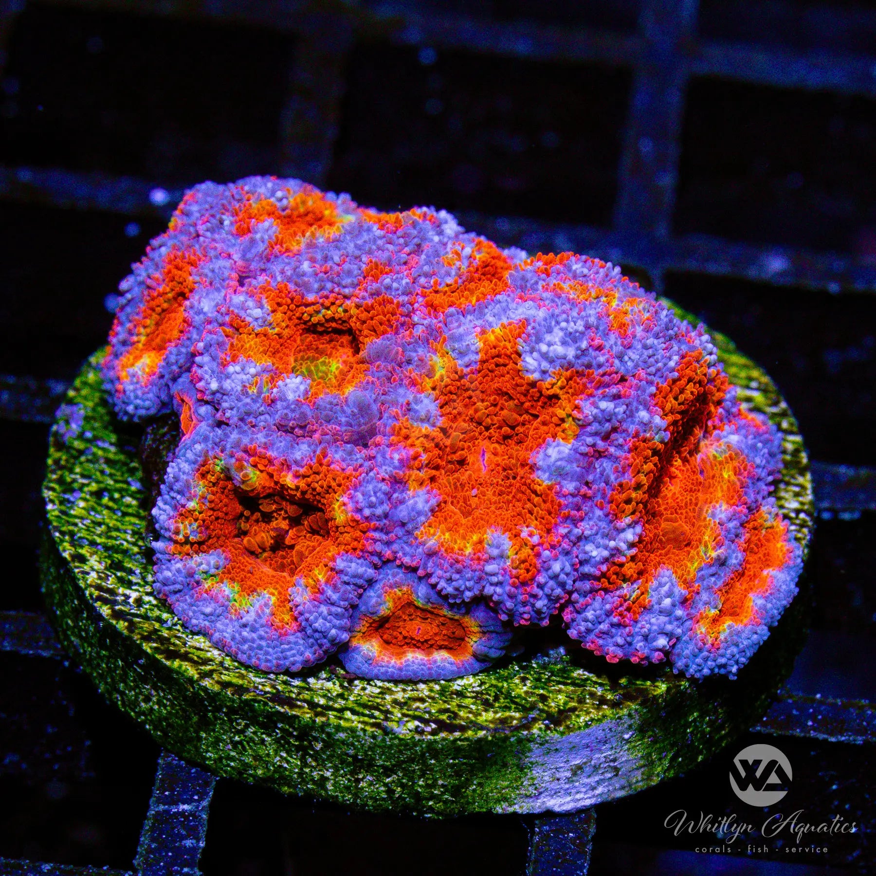 Premium C35 WA Mixed Berries Acan Coral - WYSIWYG Live Coral for Saltwater Aquariums | Perfect for Reef Tanks & Marine Displays