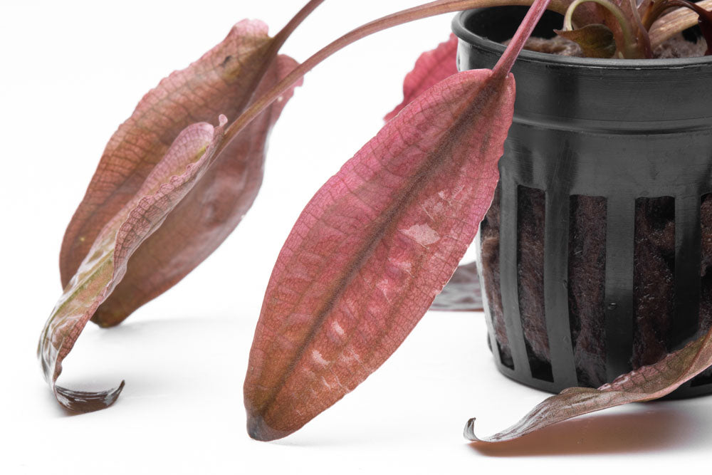Cryptocoryne Flamingo Live Aquarium Plant - Easy Care Freshwater Aquatic Plant for Fish Tanks & Aquascaping | Perfect for Beginners & Low-Tech Aquariums
