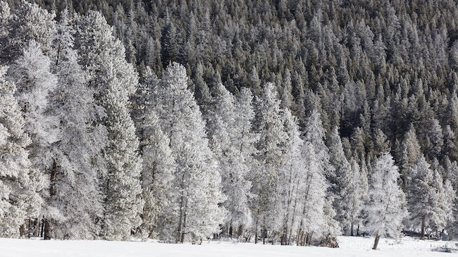 Yellowstone National Park Winter Scenery - Snow-Covered Trees in Wyoming's Northwest Corner | Perfect for Nature Photography & Winter Travel Inspiration