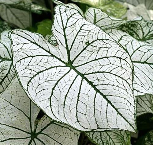 Caladium Bulbs - Candidum (2 Bulbs) | Easy to Grow Indoor Houseplant or Outdoor Perennial | Perfect for Home Decor, Garden Landscaping & Patio Planting