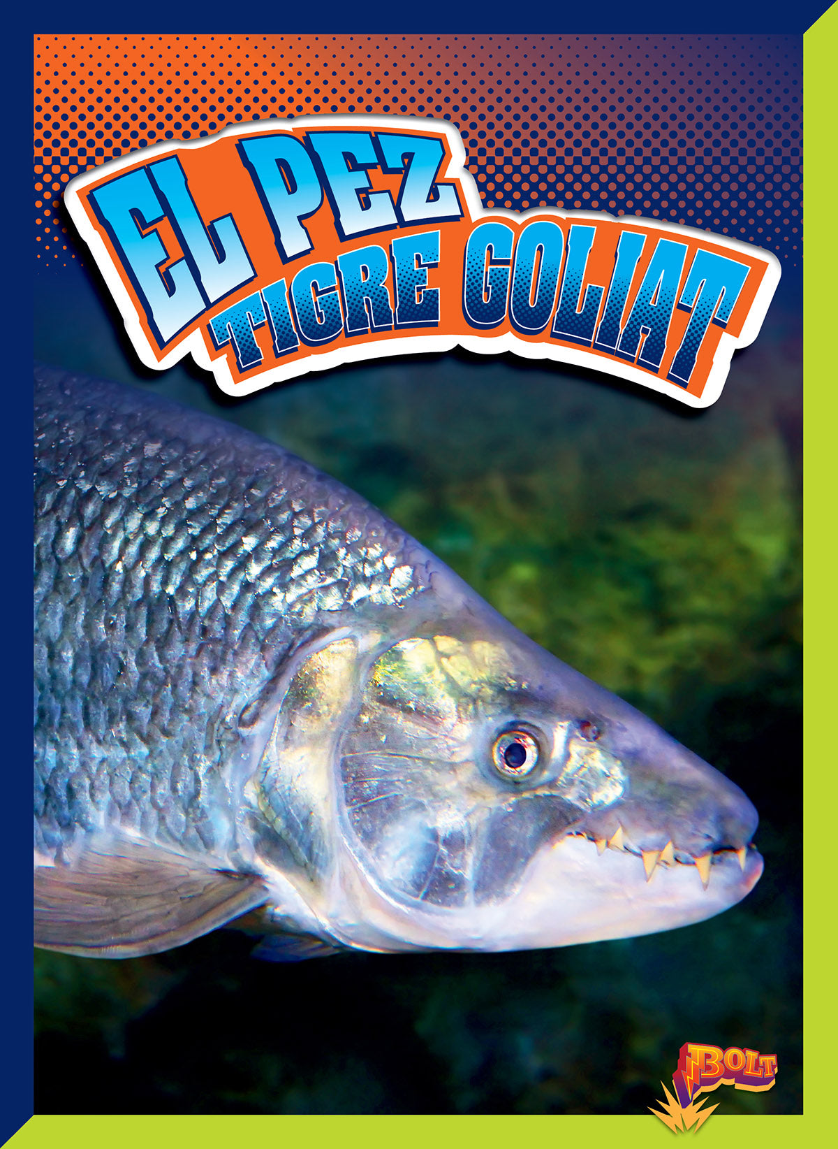 Goliath Tigerfish - Freshwater Predator Fish for Aquariums & Fishing Enthusiasts | Perfect for Large Tanks & Sport Fishing