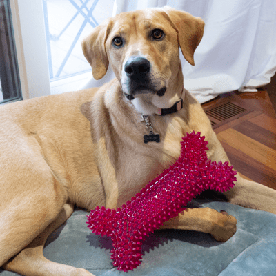 Gnawsome Mega Squeaker Bone for Dogs - Durable Chew Toy with Loud Squeaker for Large & Medium Dogs - Perfect for Playtime, Training & Teeth Cleaning