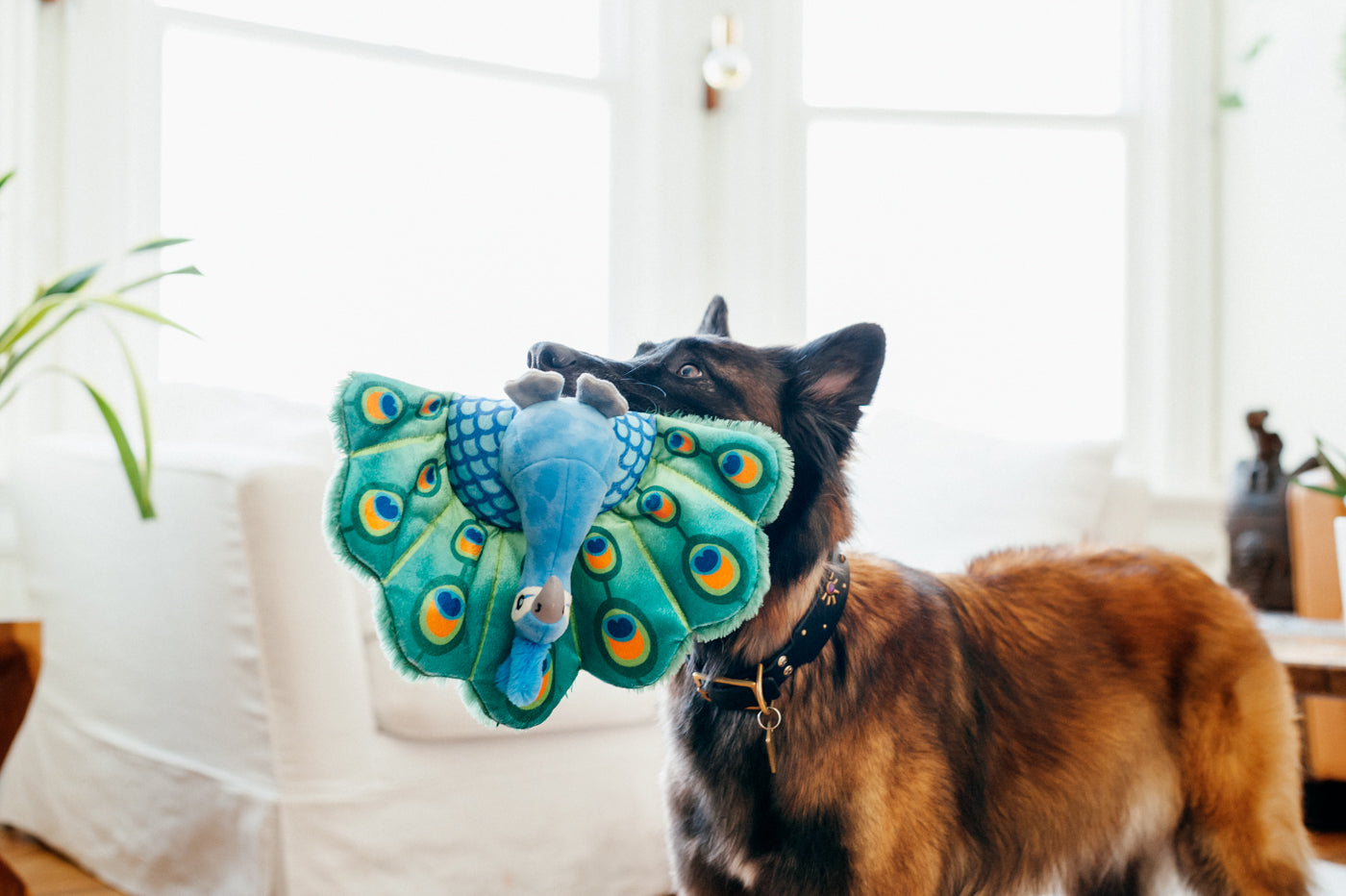 Percy the Peacock Plush Dog Toy - Fetching Flock™ Interactive Chew Toy for Dogs | Soft & Durable Pet P.L.A.Y. Toy for Fetch, Tug-of-War & Cuddling | Perfect for Playtime, Training & Comfort