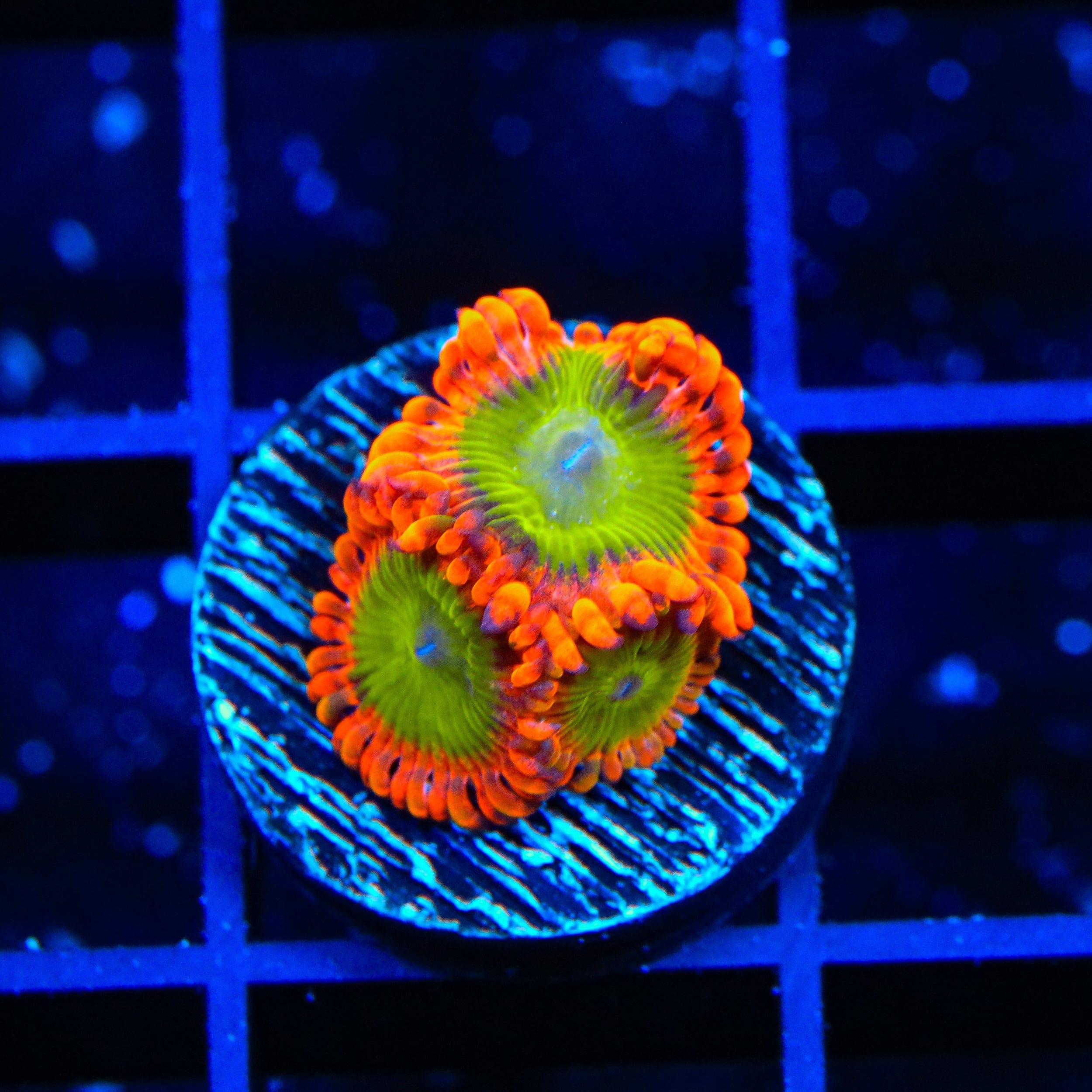 Premium CB Electric Oompa Loompa Zoanthids Coral - Vibrant Saltwater Aquarium Coral for Reef Tanks & Marine Displays