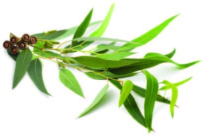 Eucalyptus