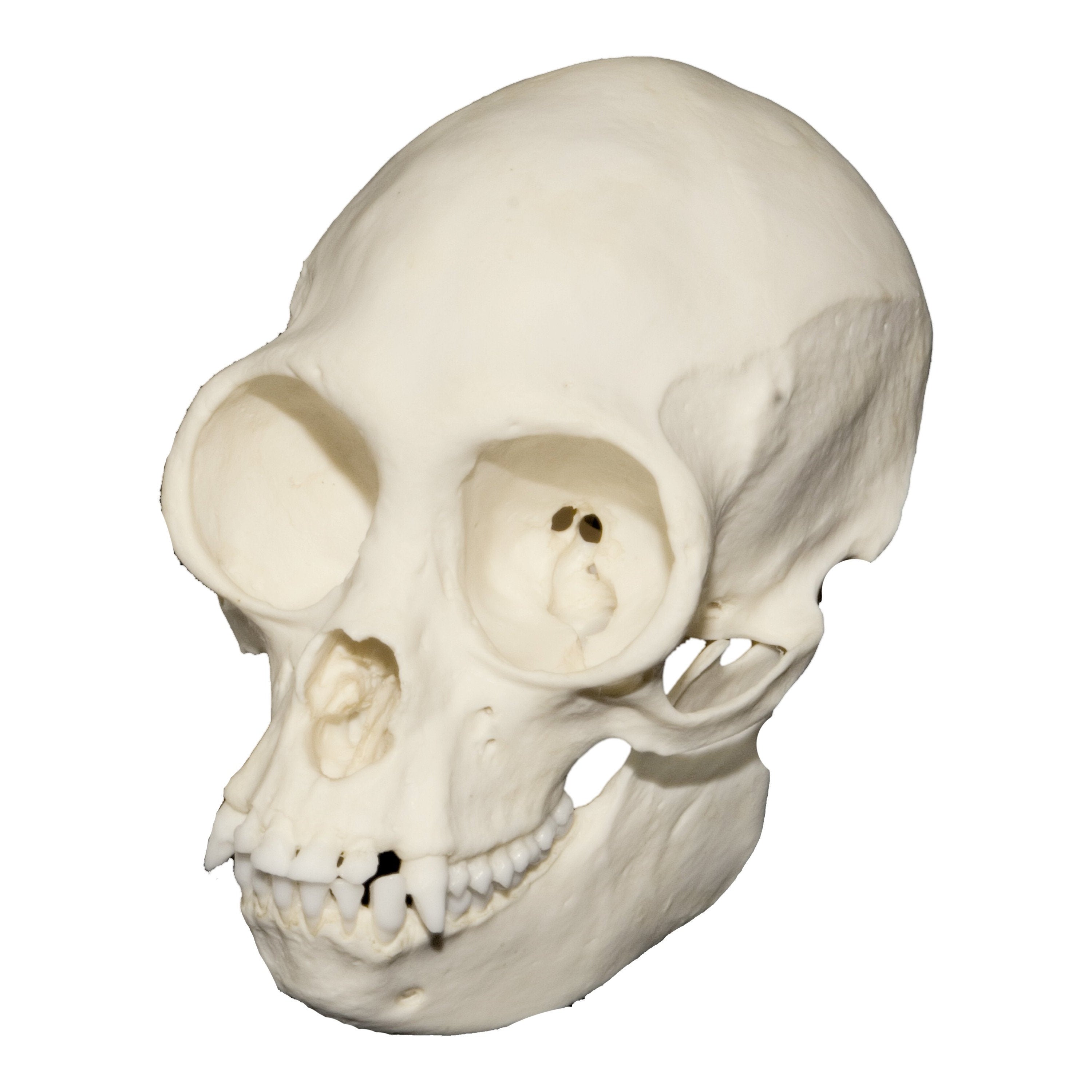 Authentic Replica Black Spider Monkey Skull - Realistic Animal Skull Model for Halloween Decor, Scientific Study, and Gothic Home Decor